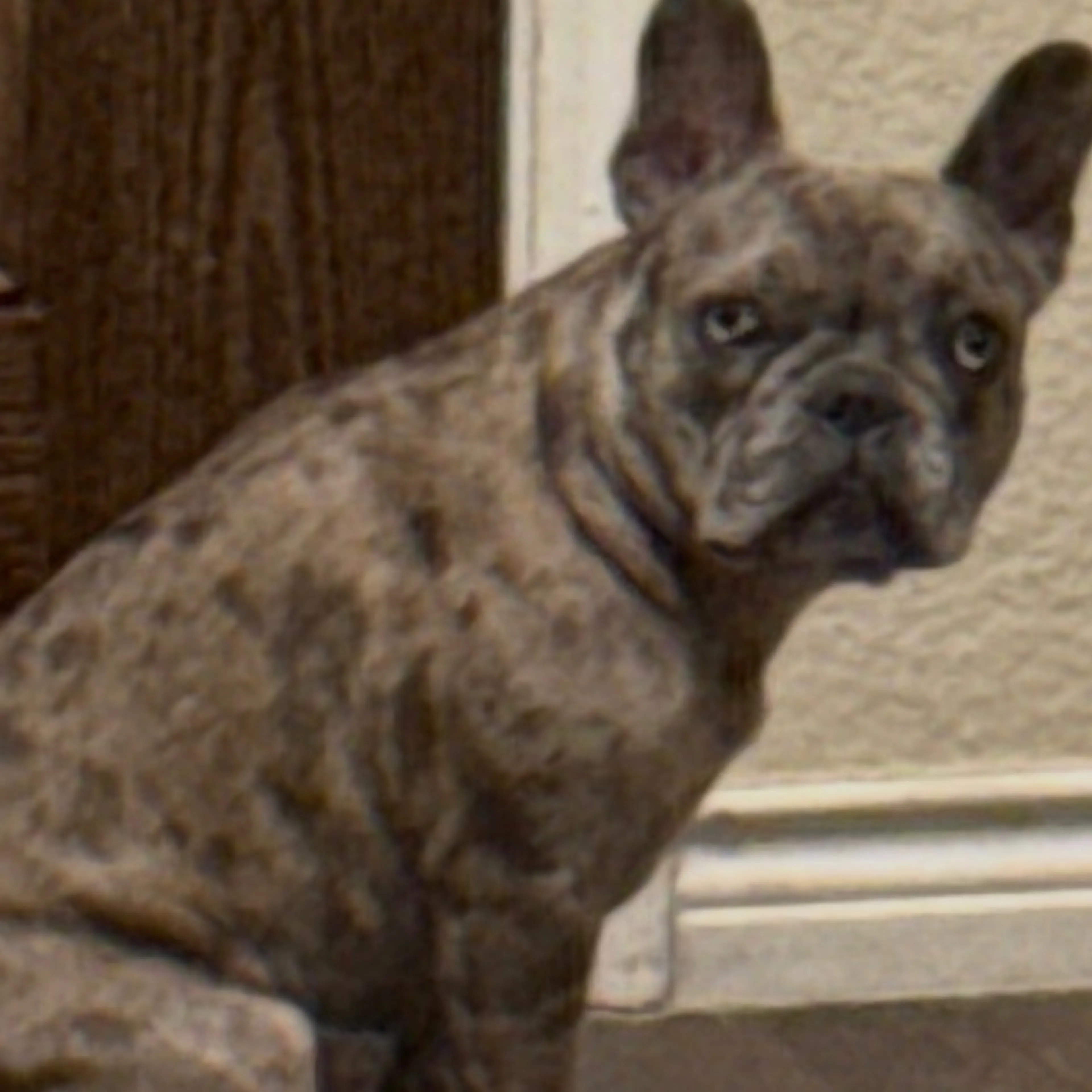 Lost pet-1