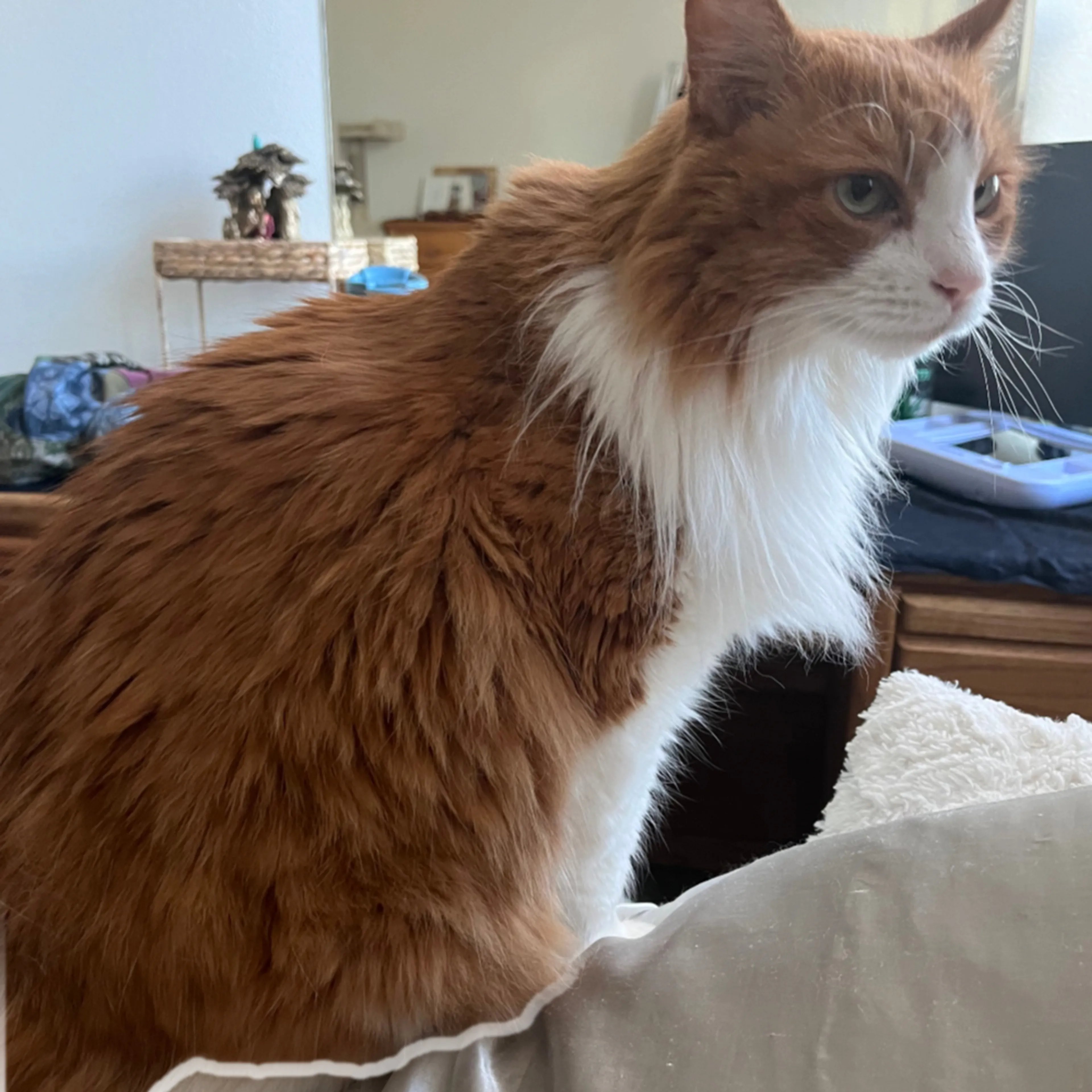 Lost pet-1