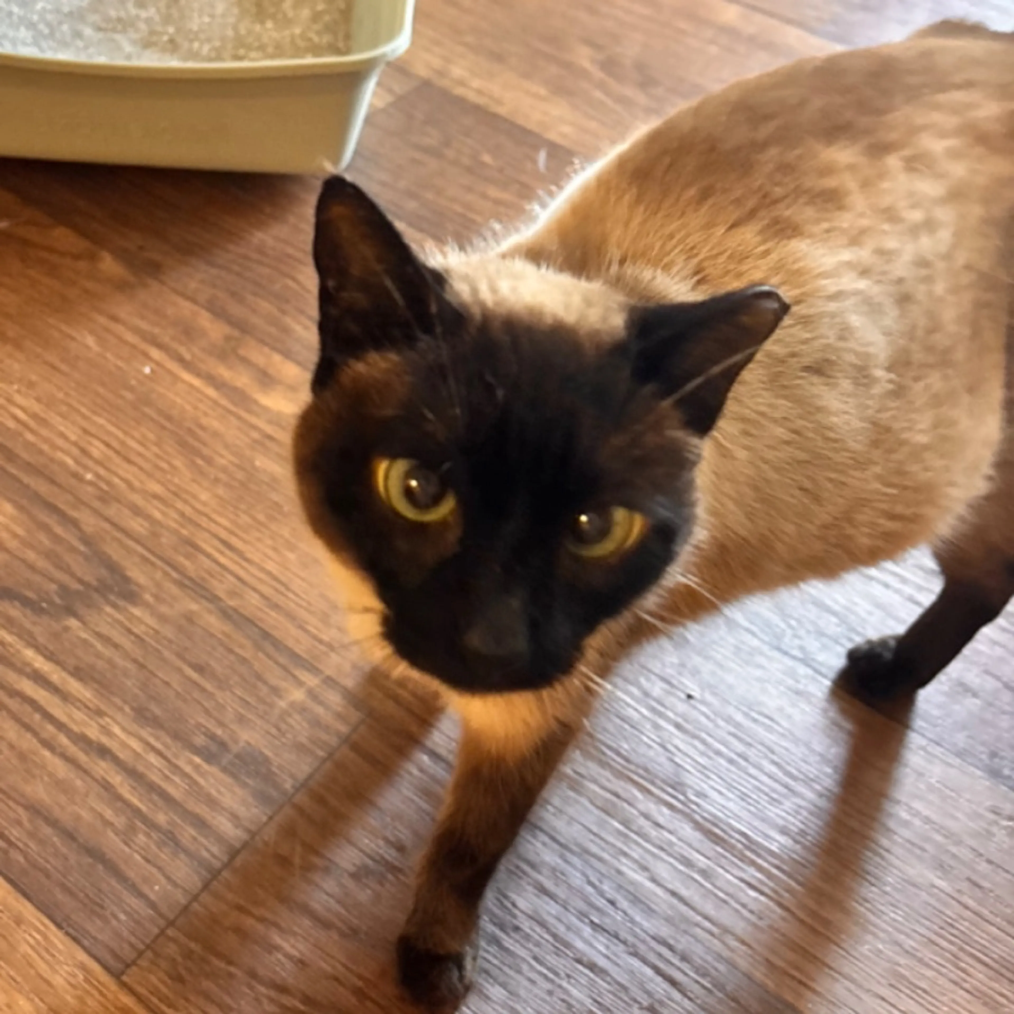 Found pet