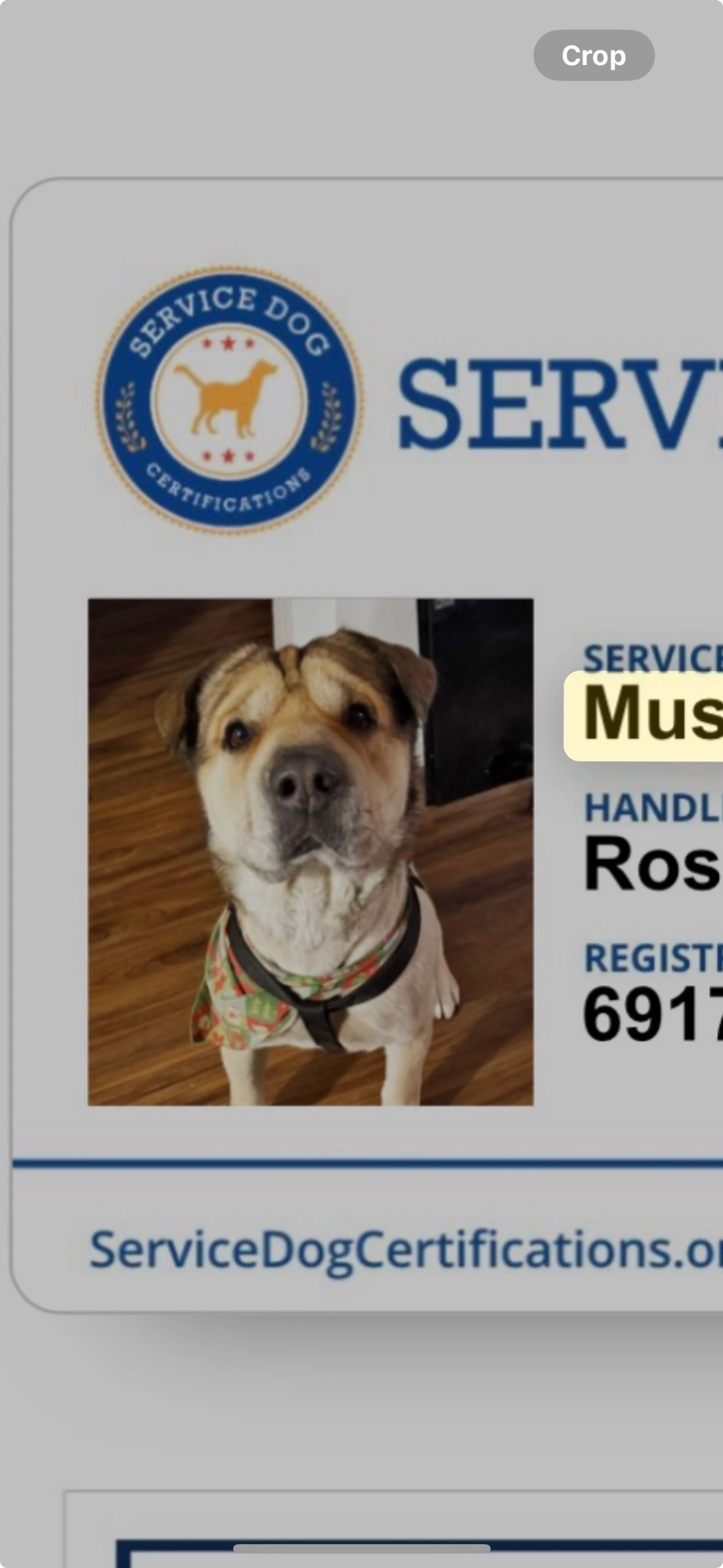 Lost pet