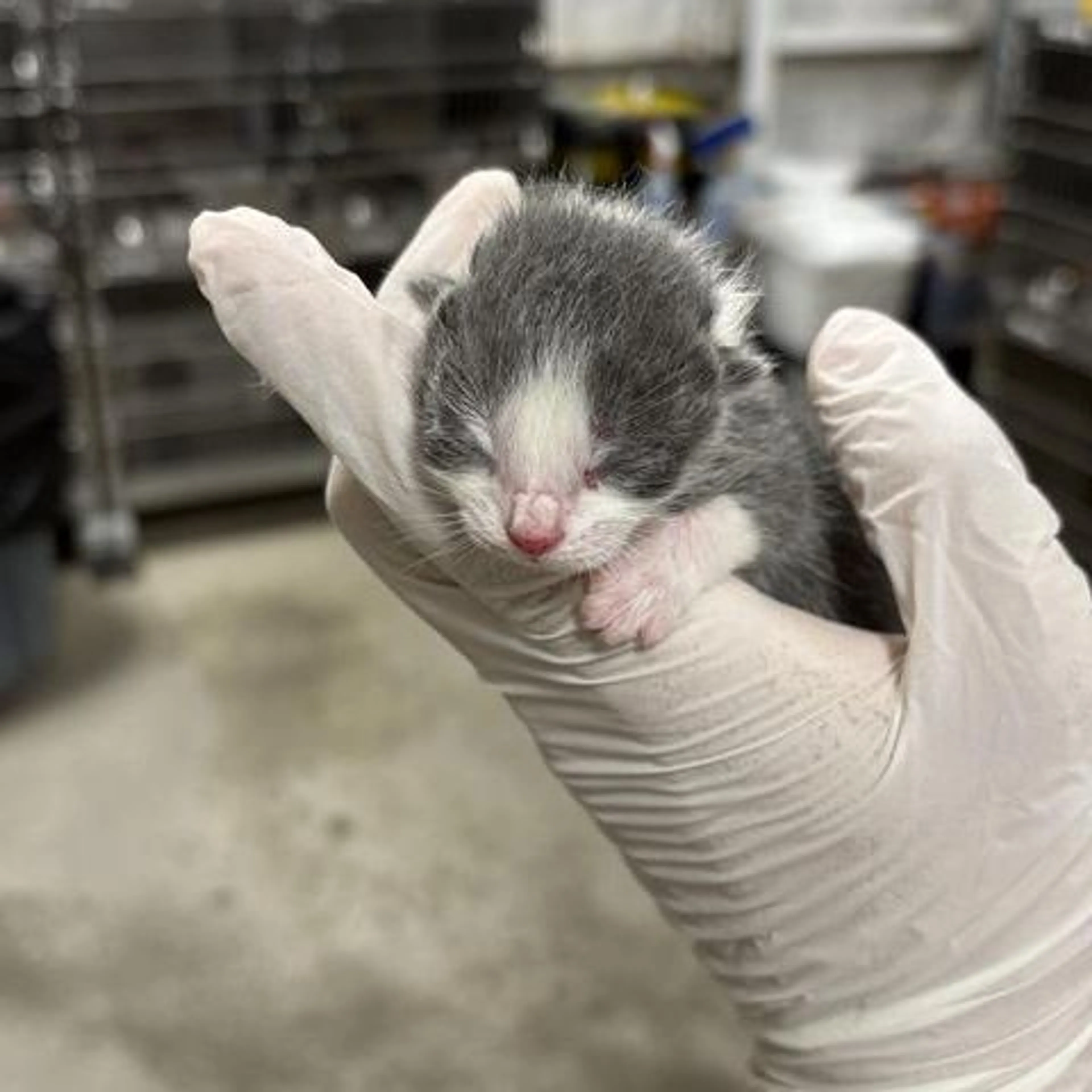 Found pet