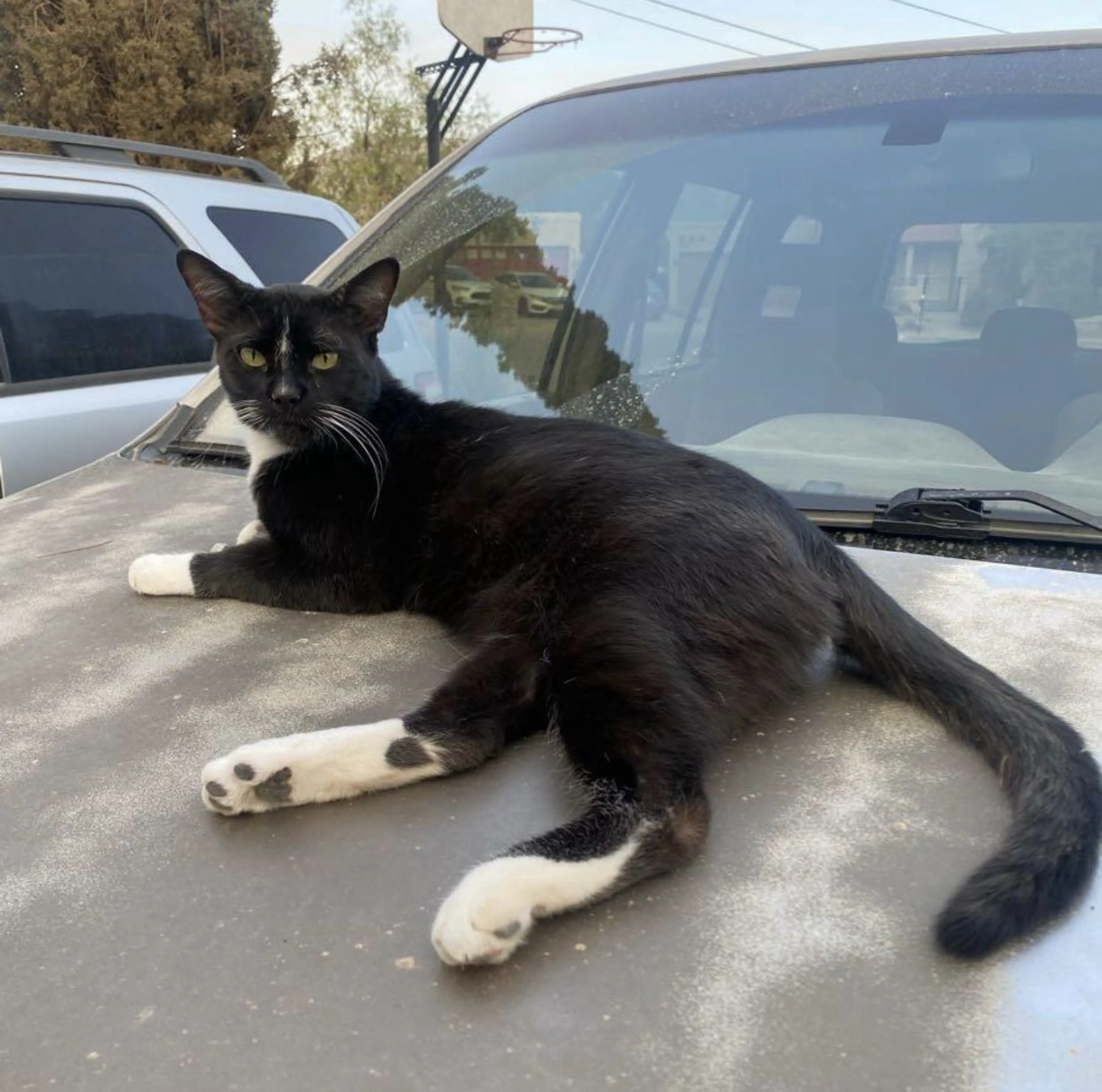 Lost pet