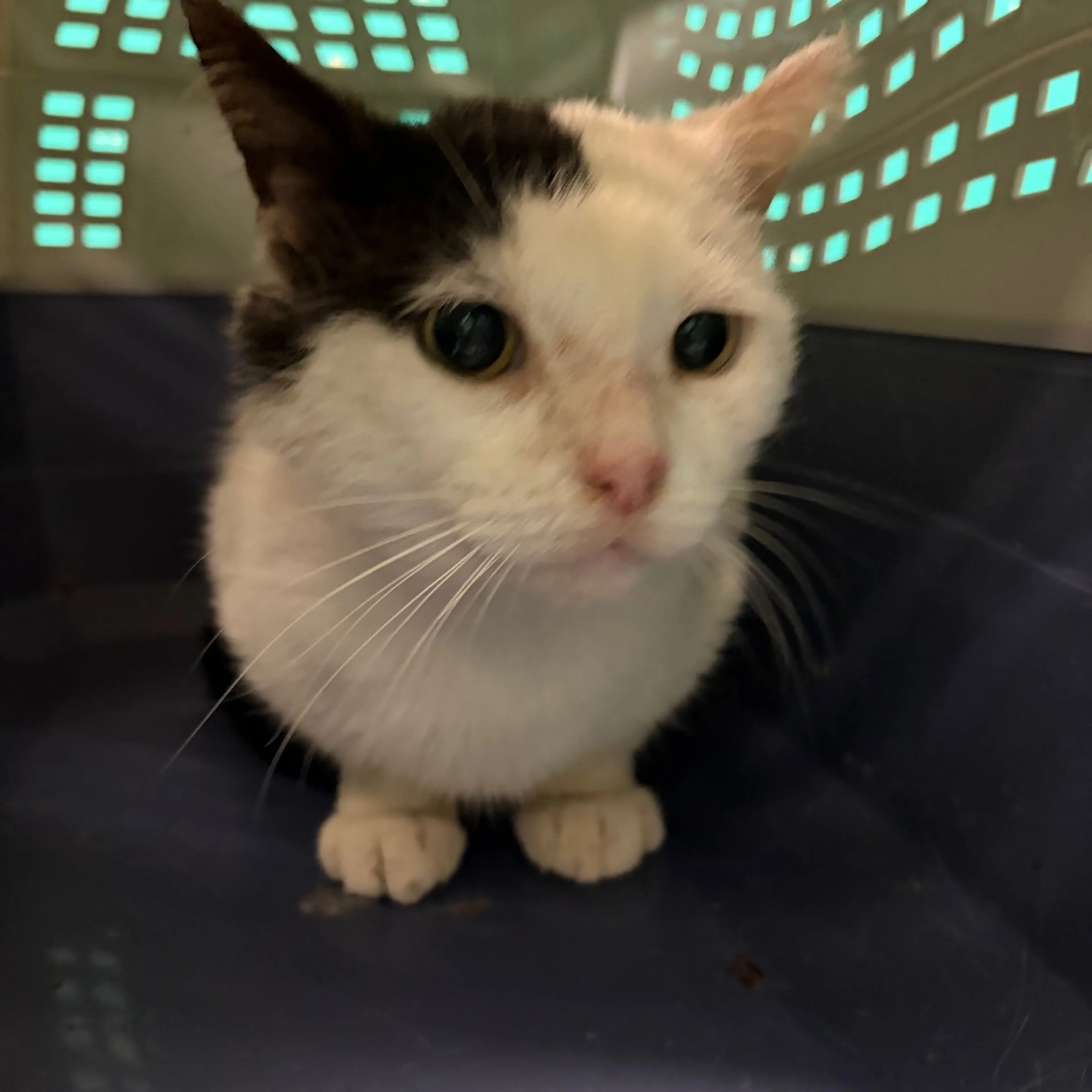 Found pet