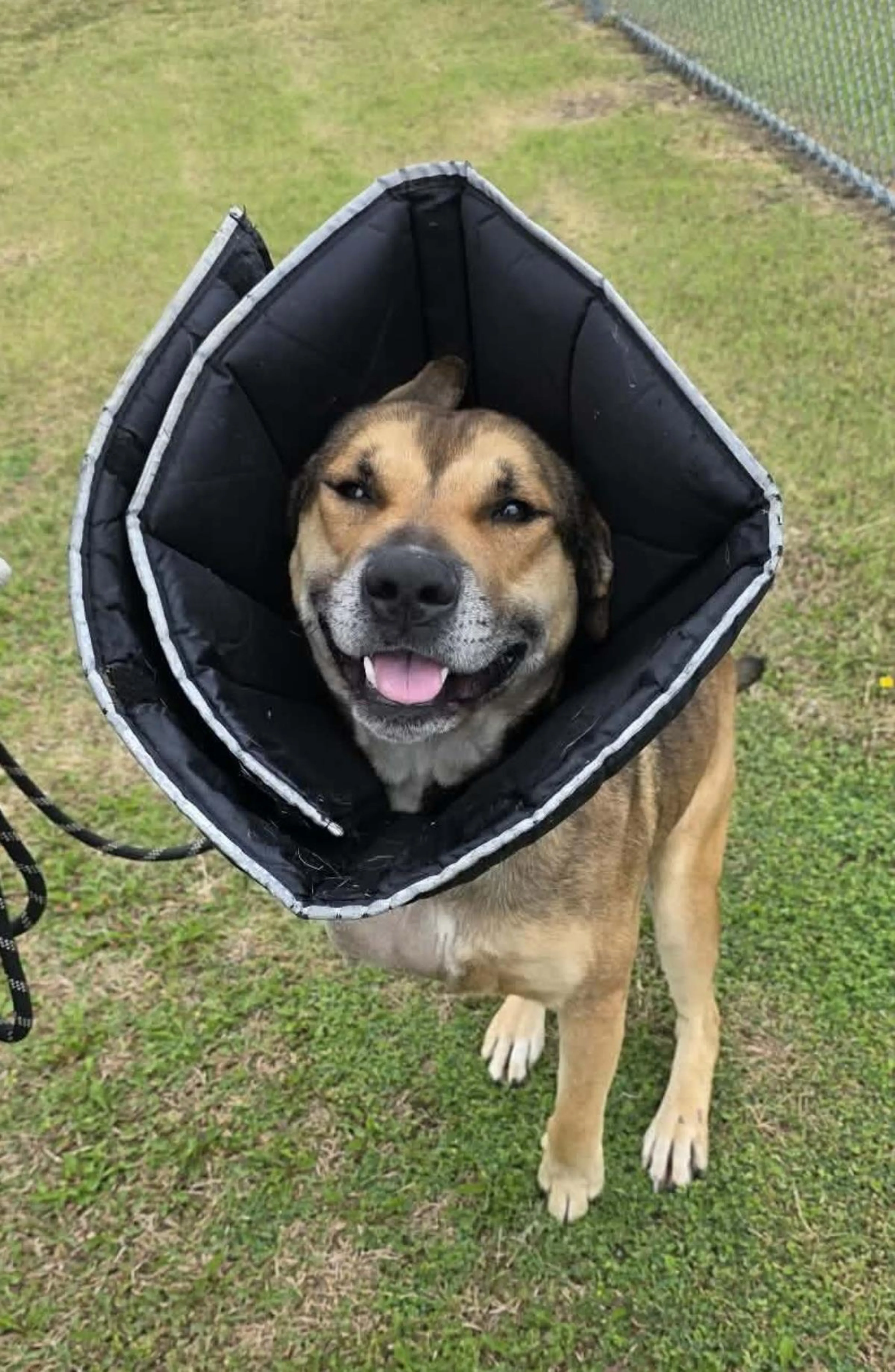 Found pet-3