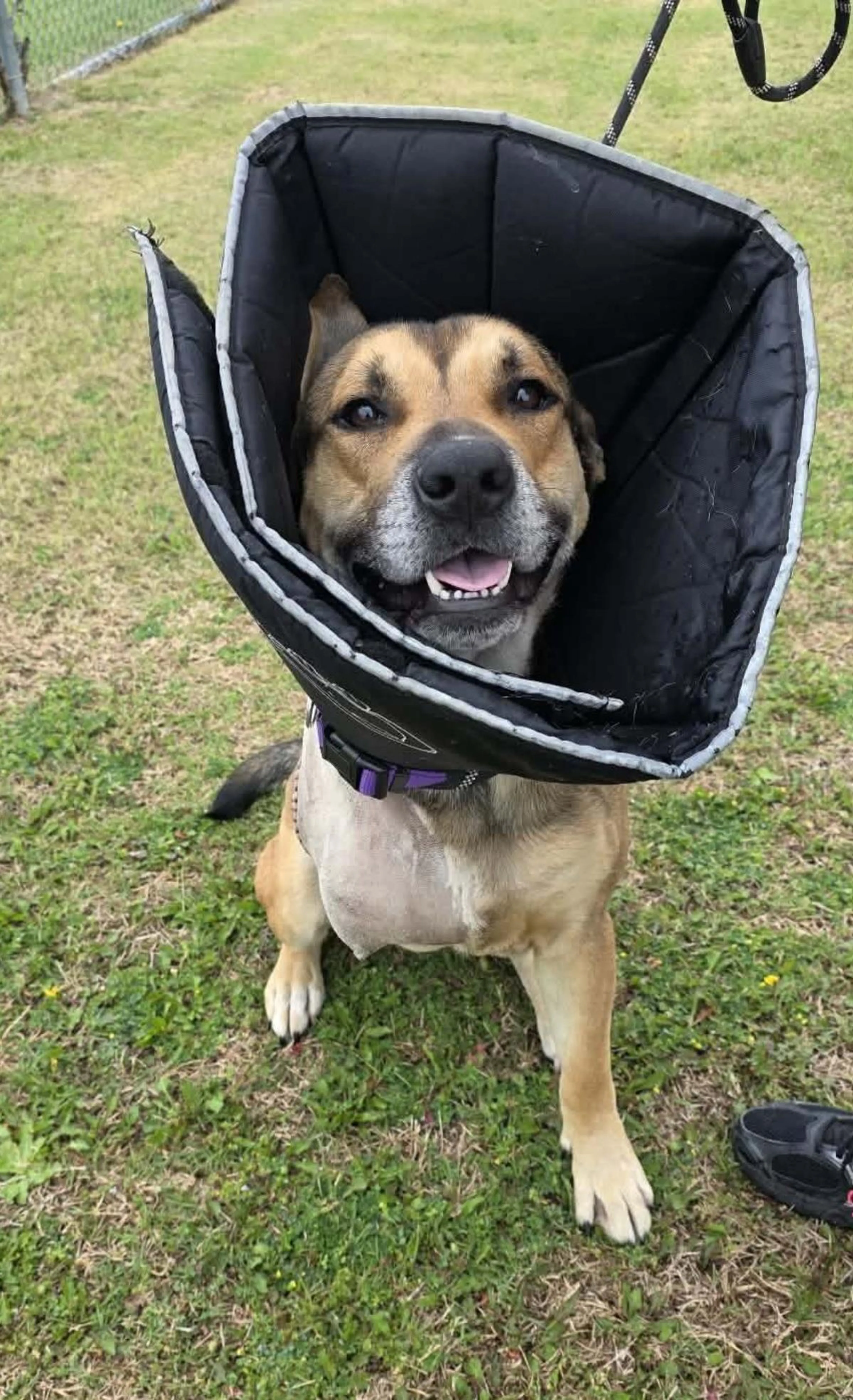 Found pet-2