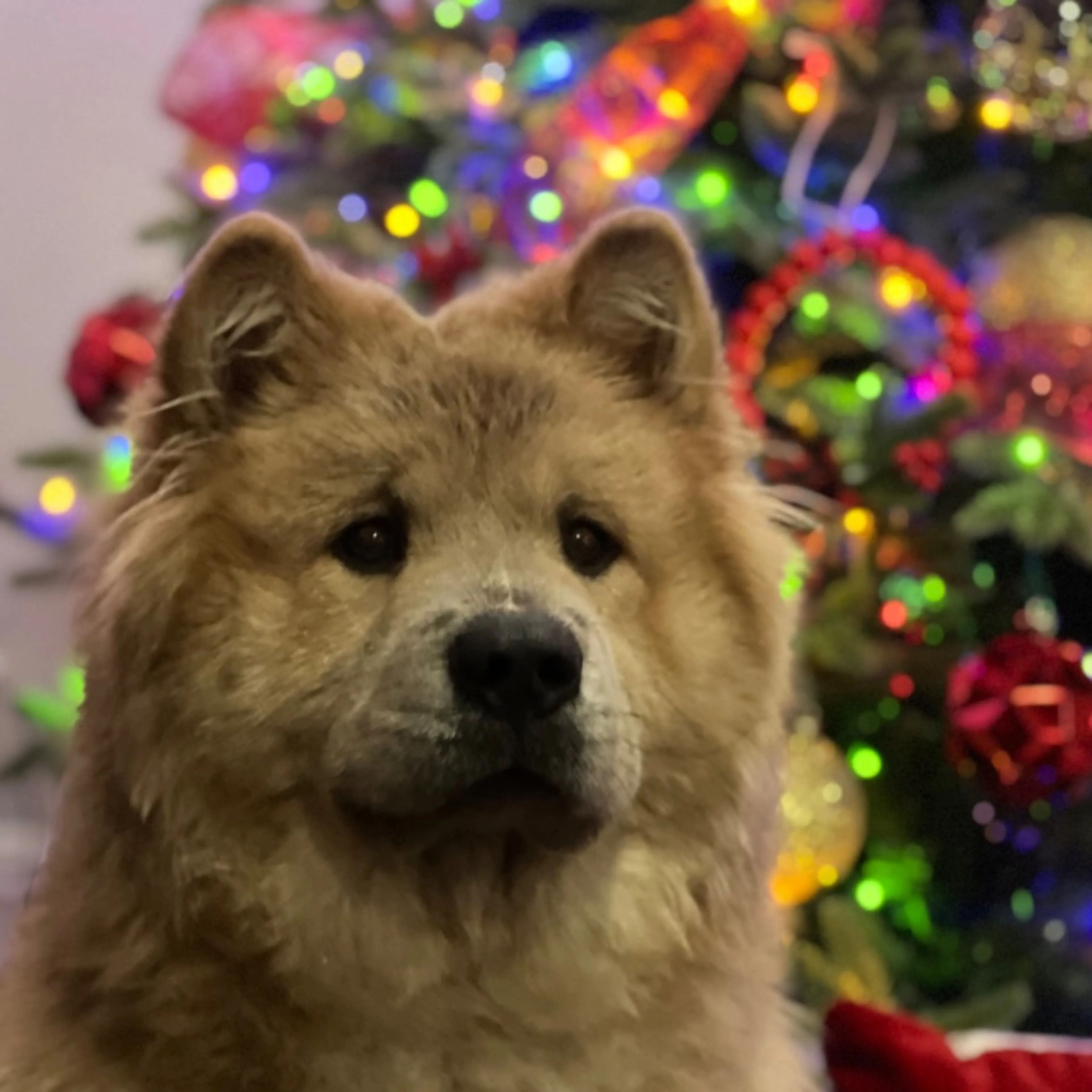 Lost pet