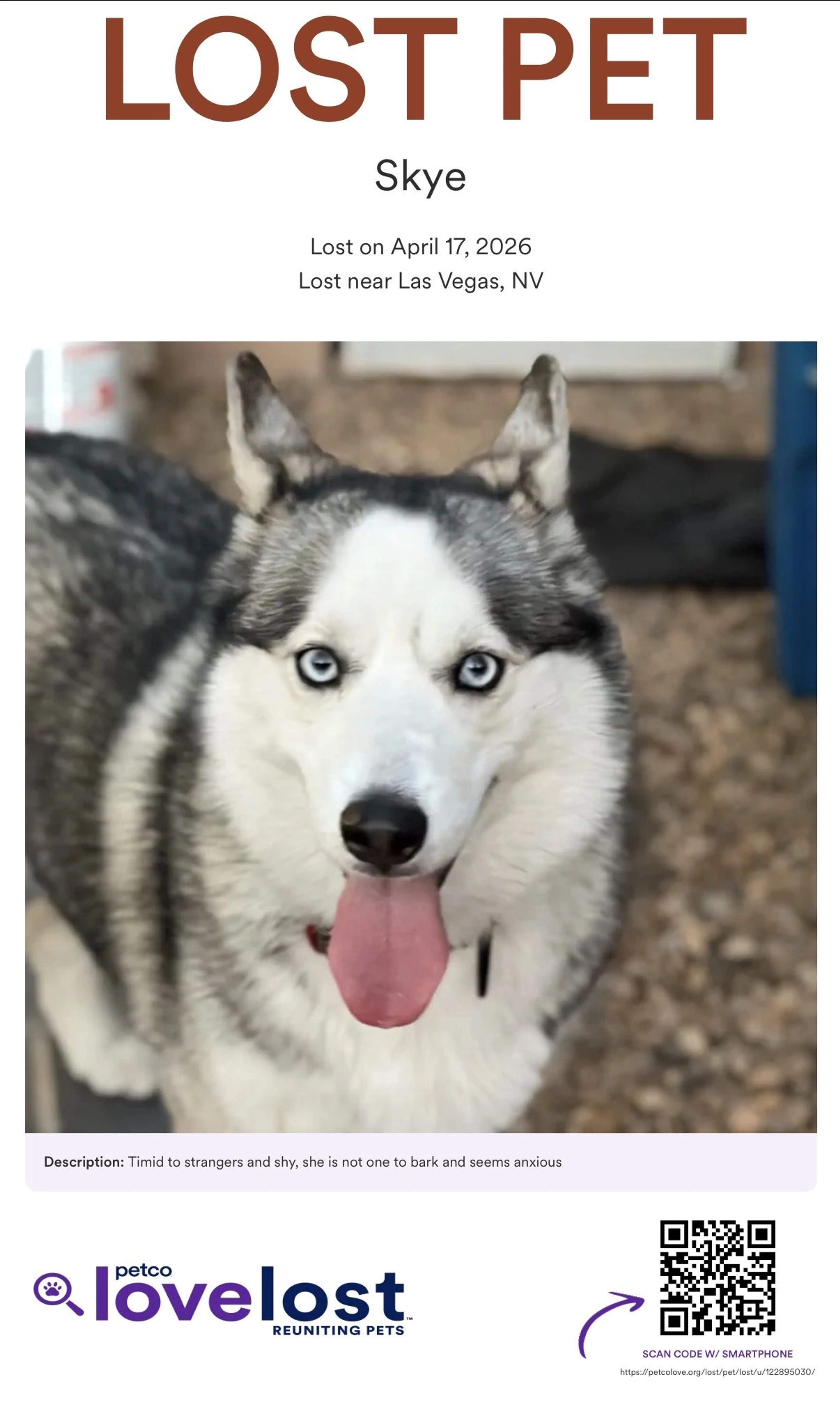 Lost pet
