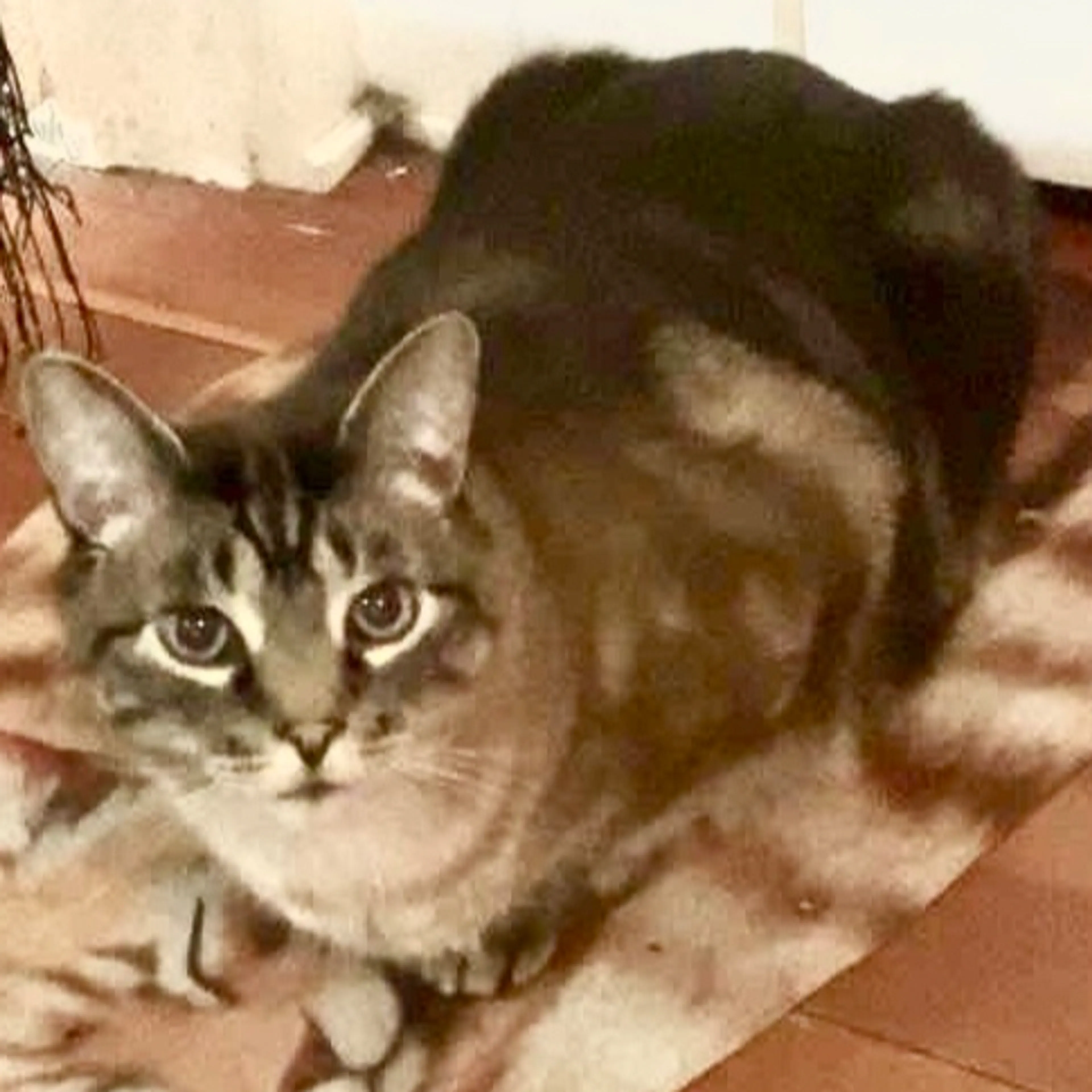 Lost pet-1