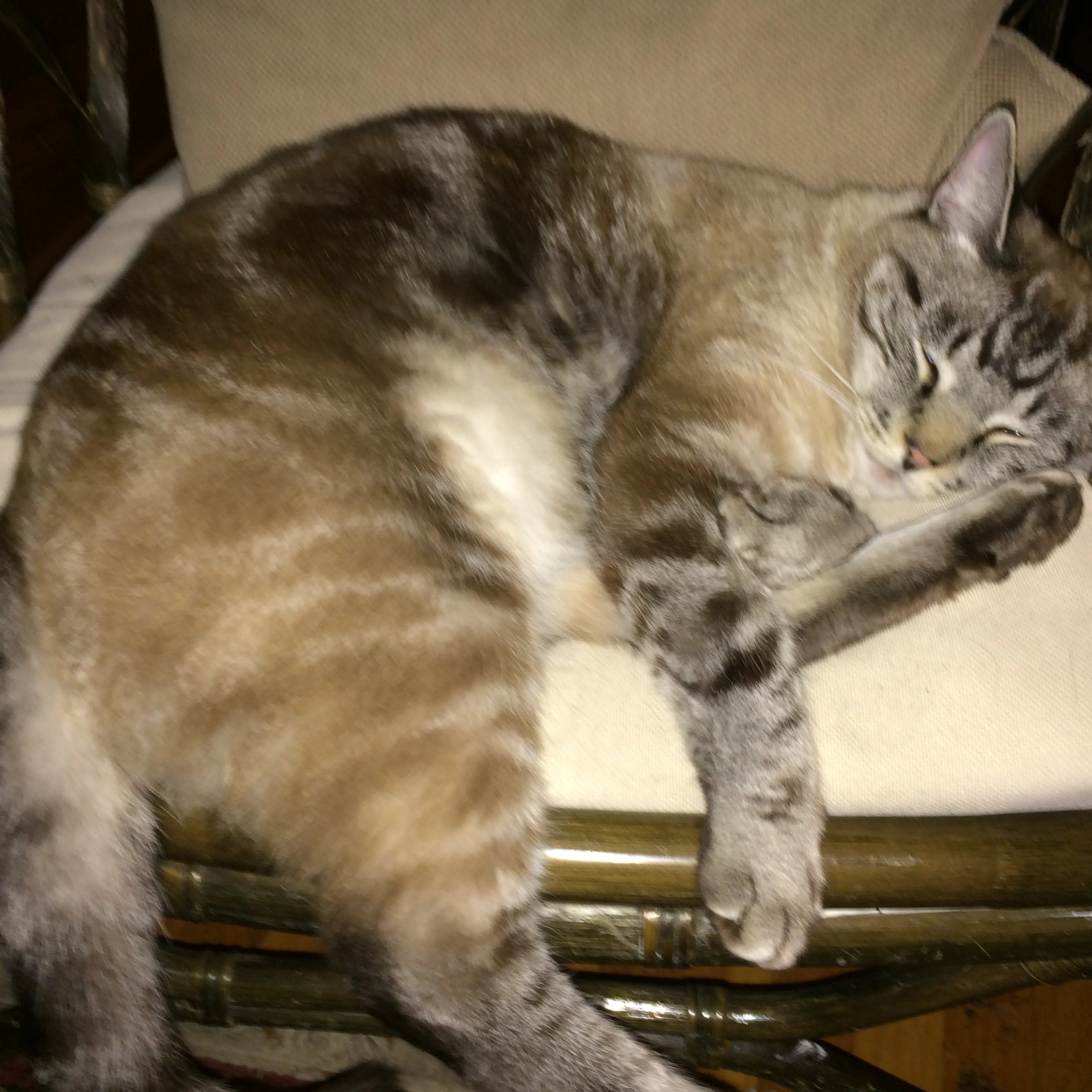 Lost pet-3