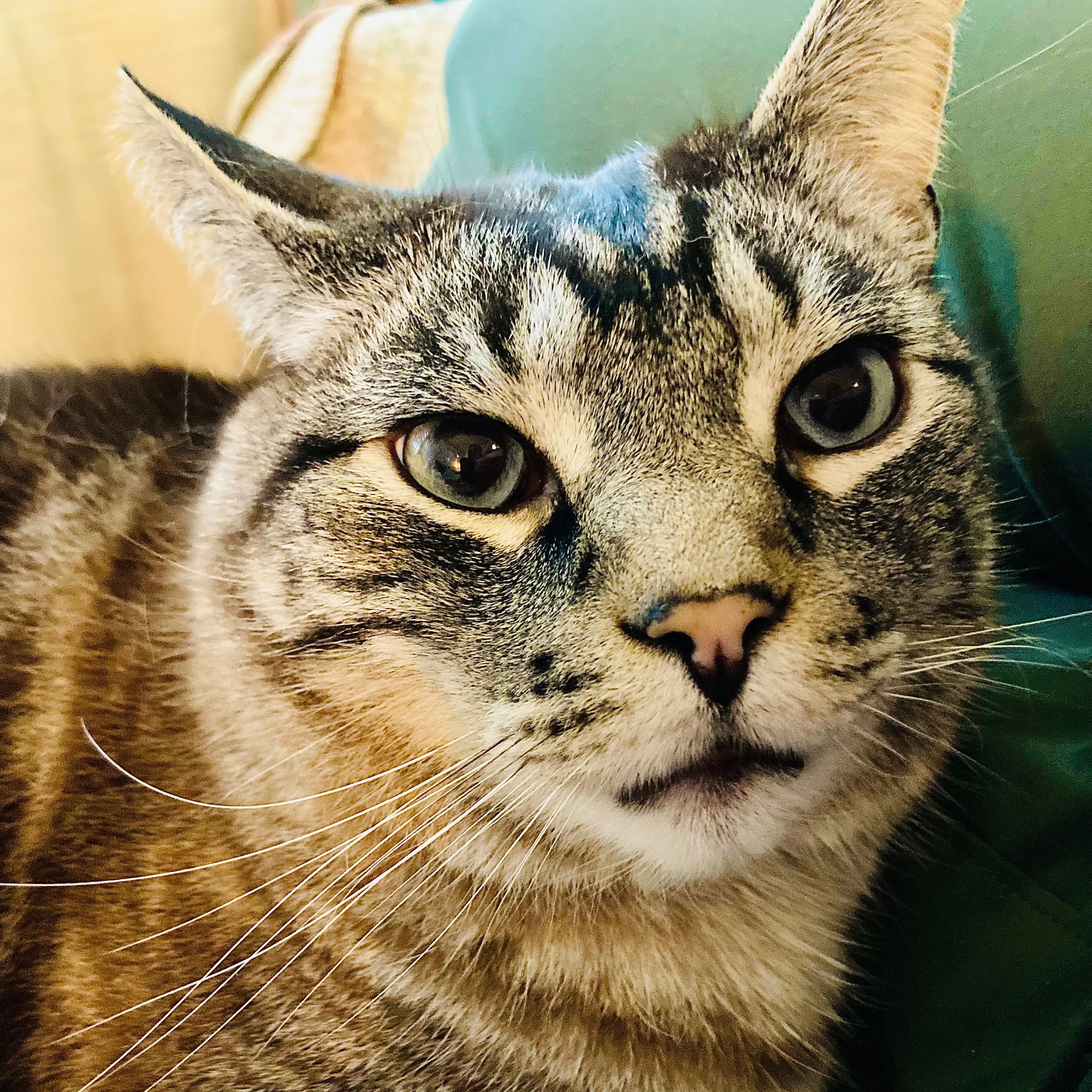 Lost pet-2