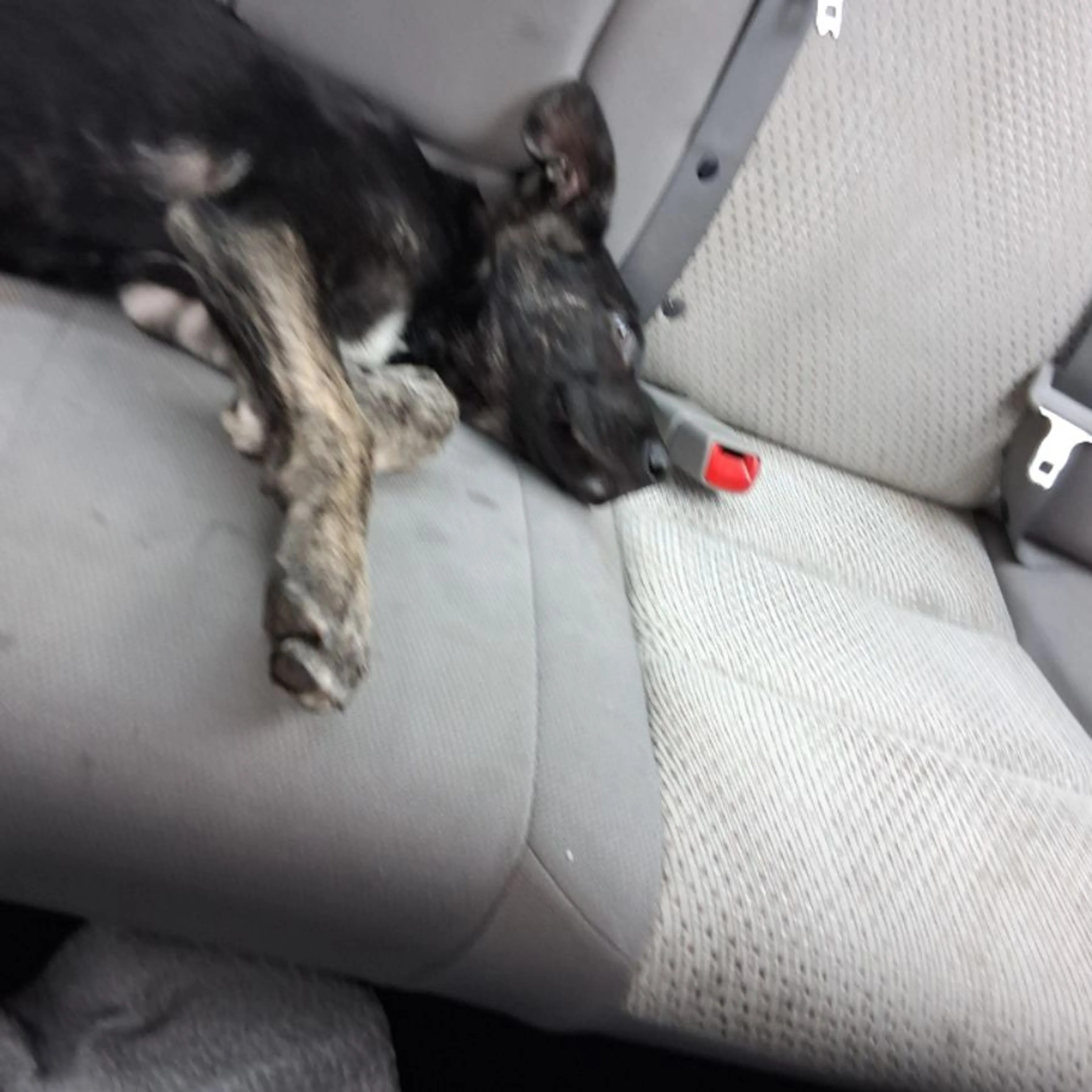 Found pet