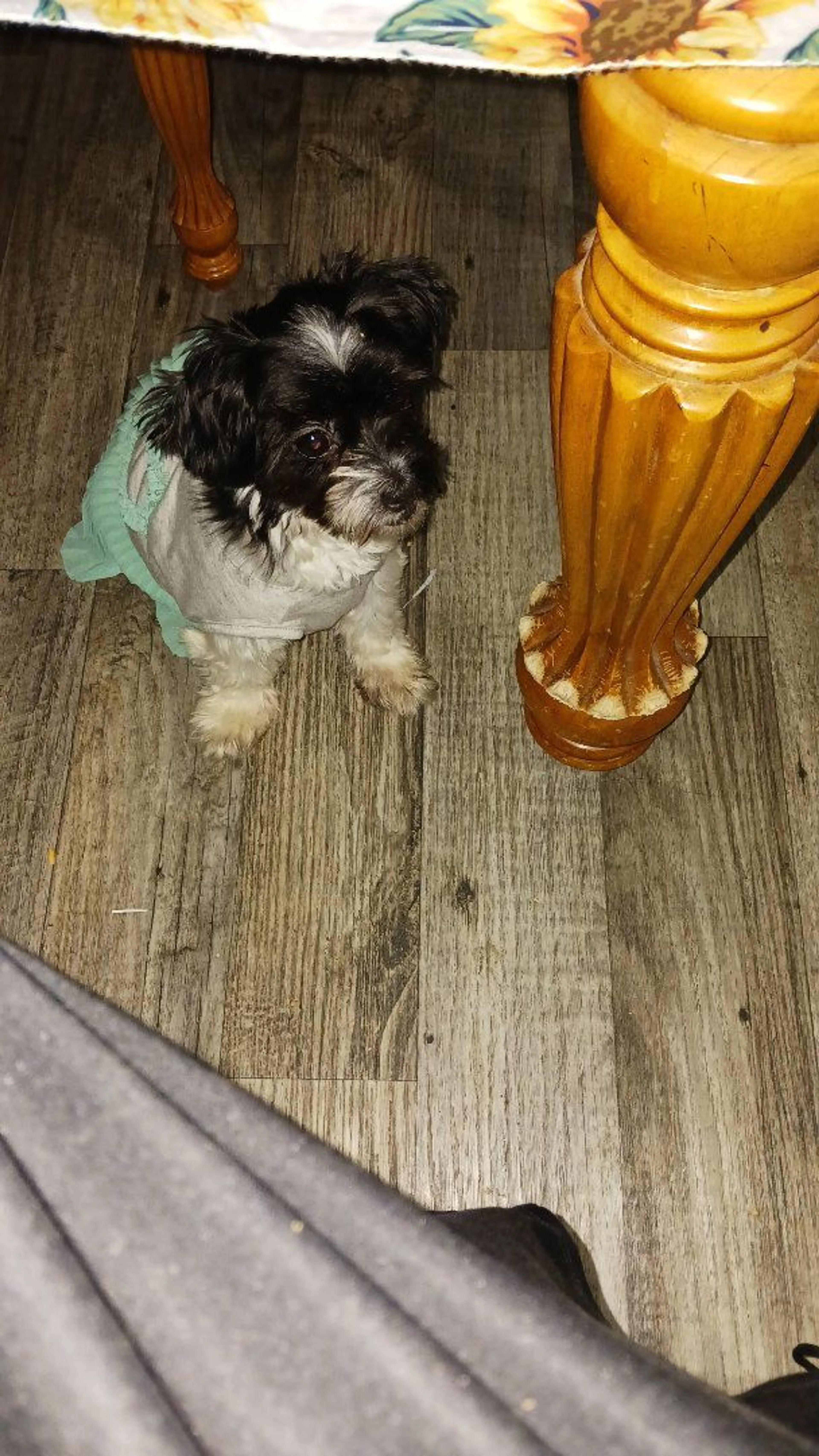 Lost pet