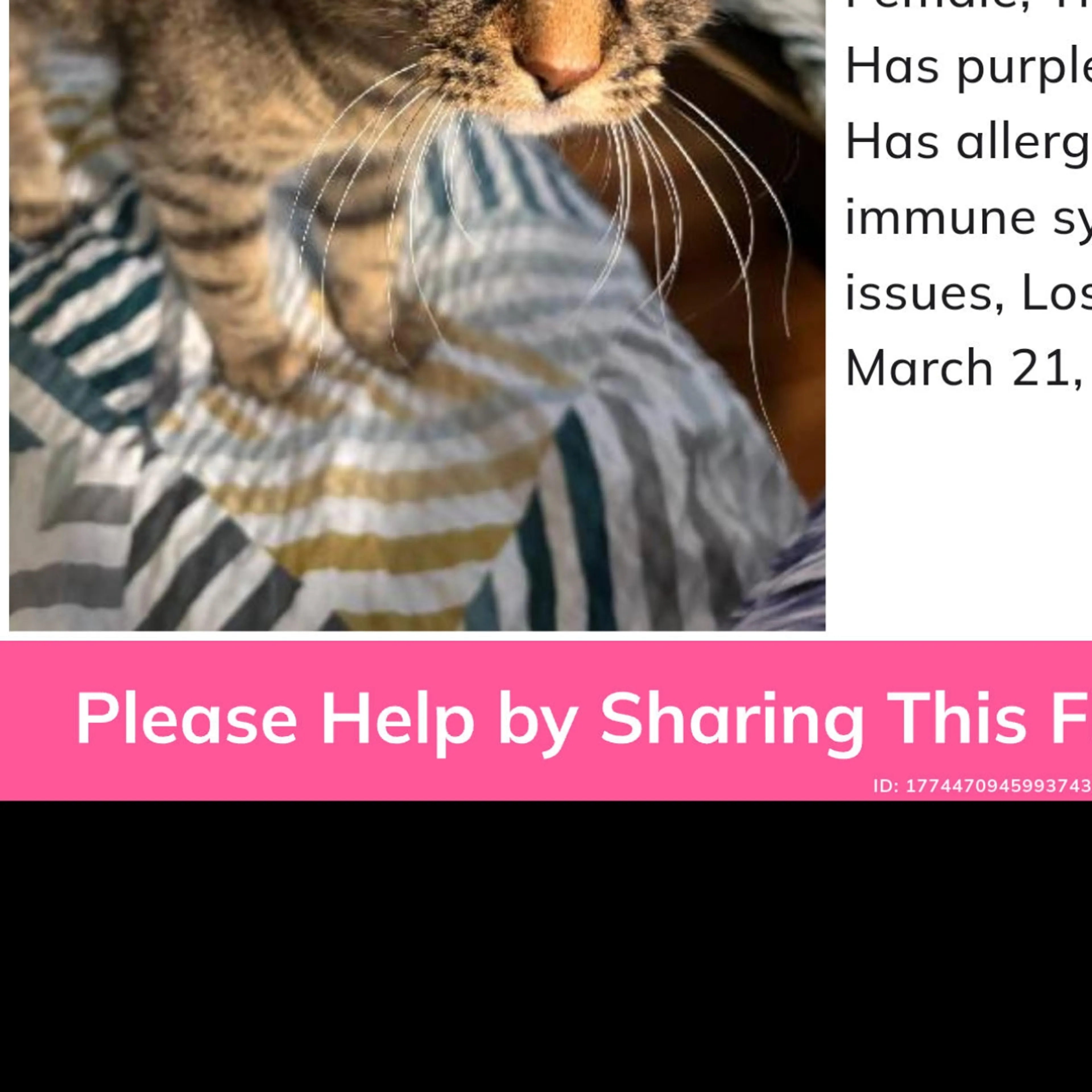 Lost pet-3