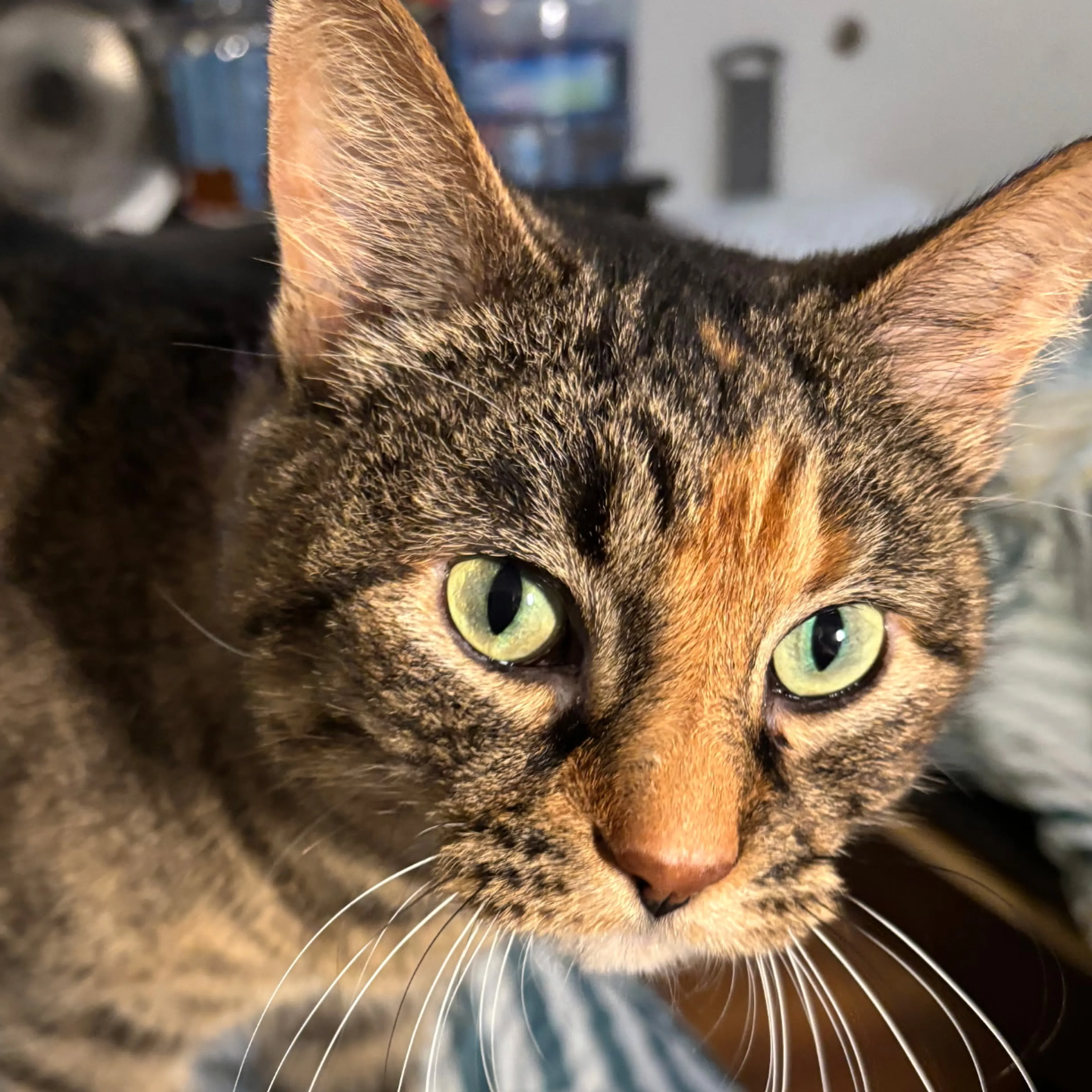 Lost pet-2