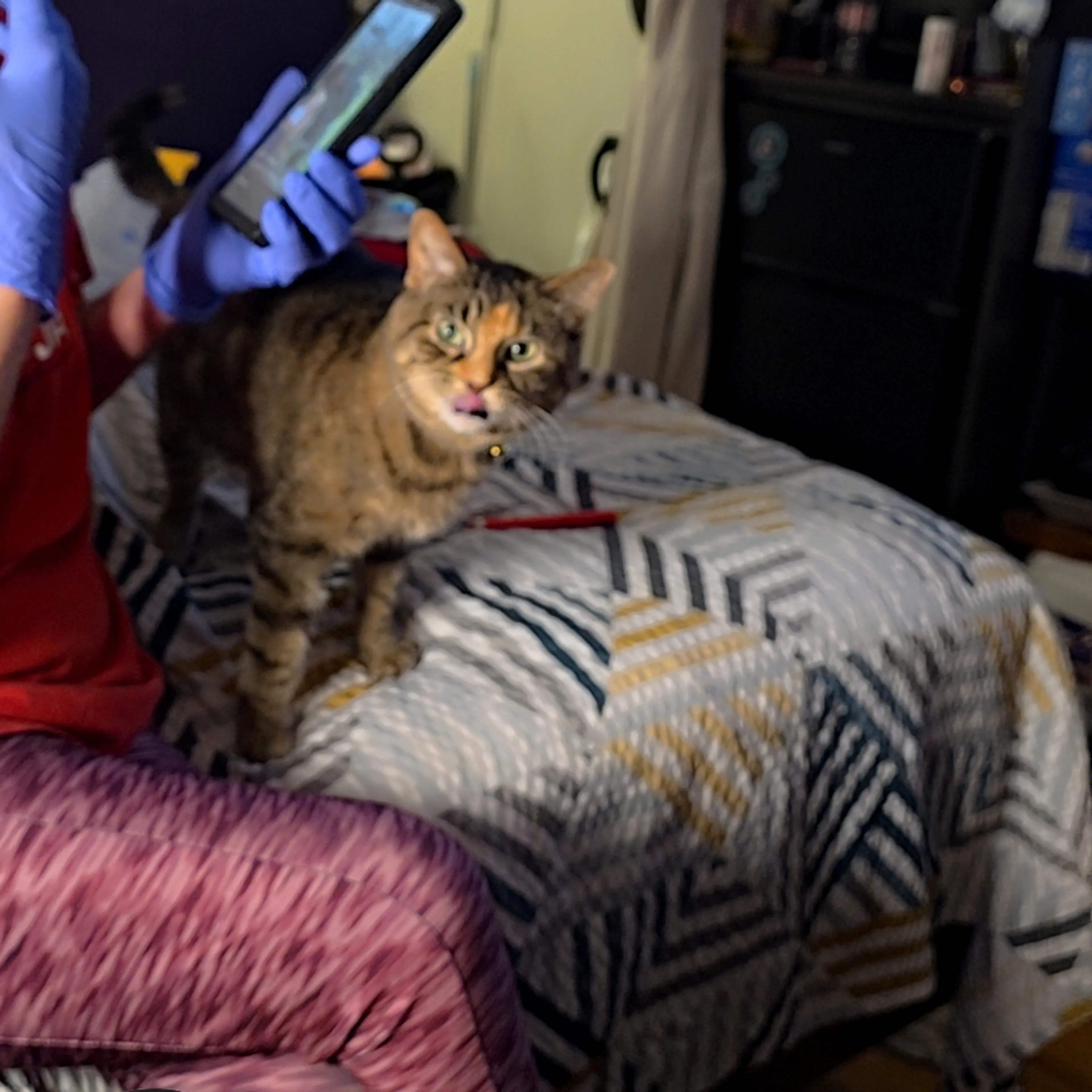 Lost pet-1