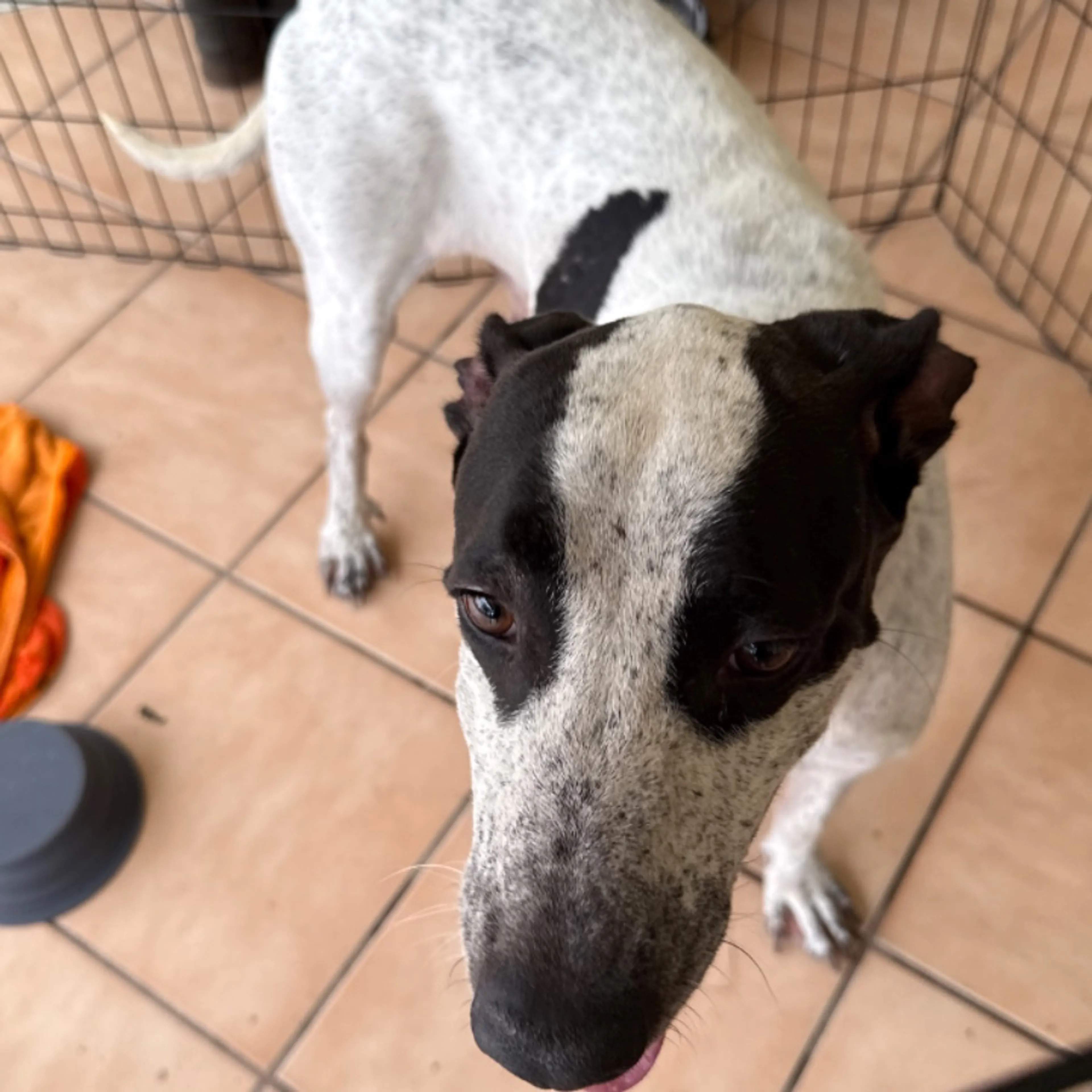 Found pet