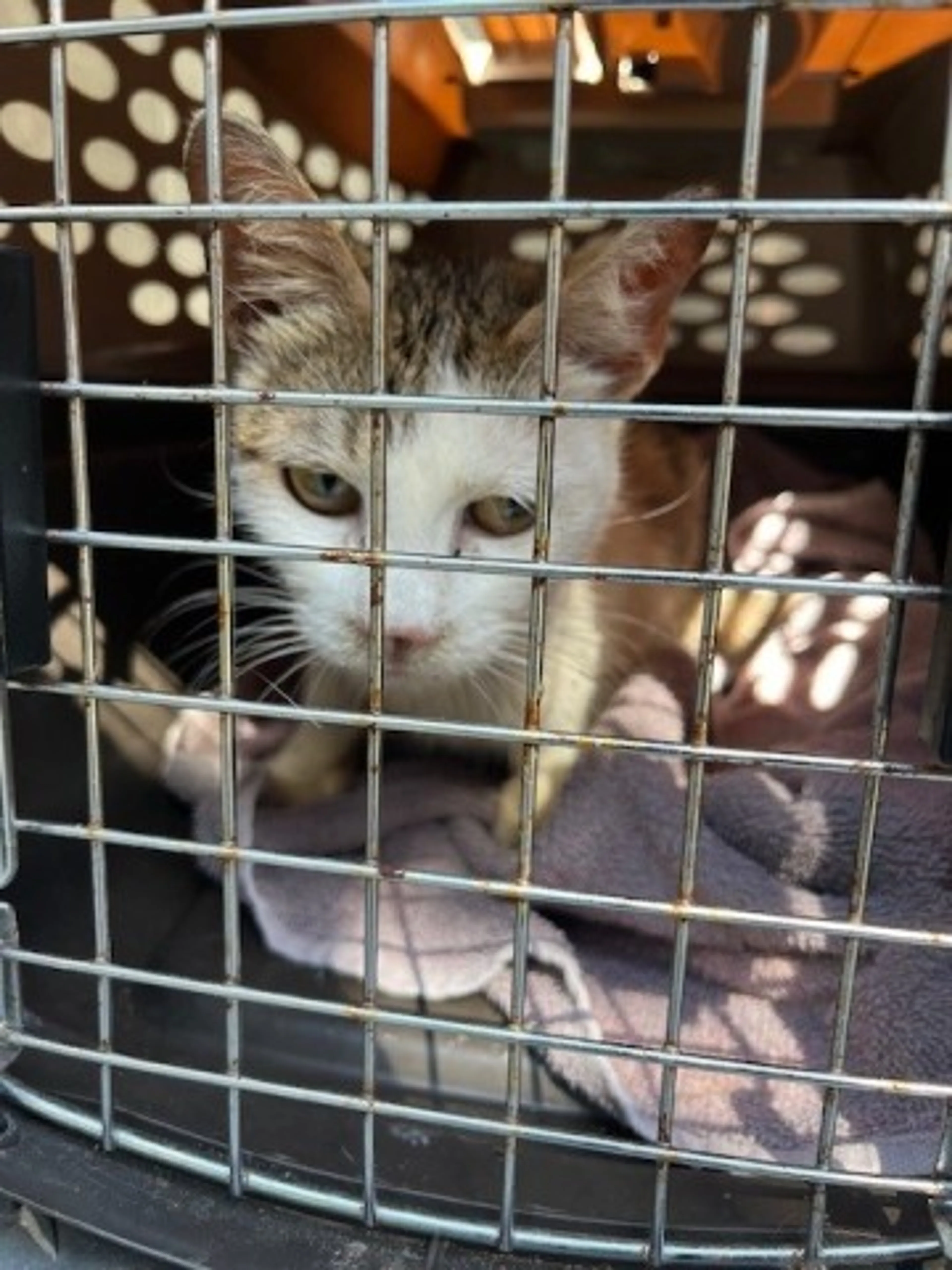 Found pet