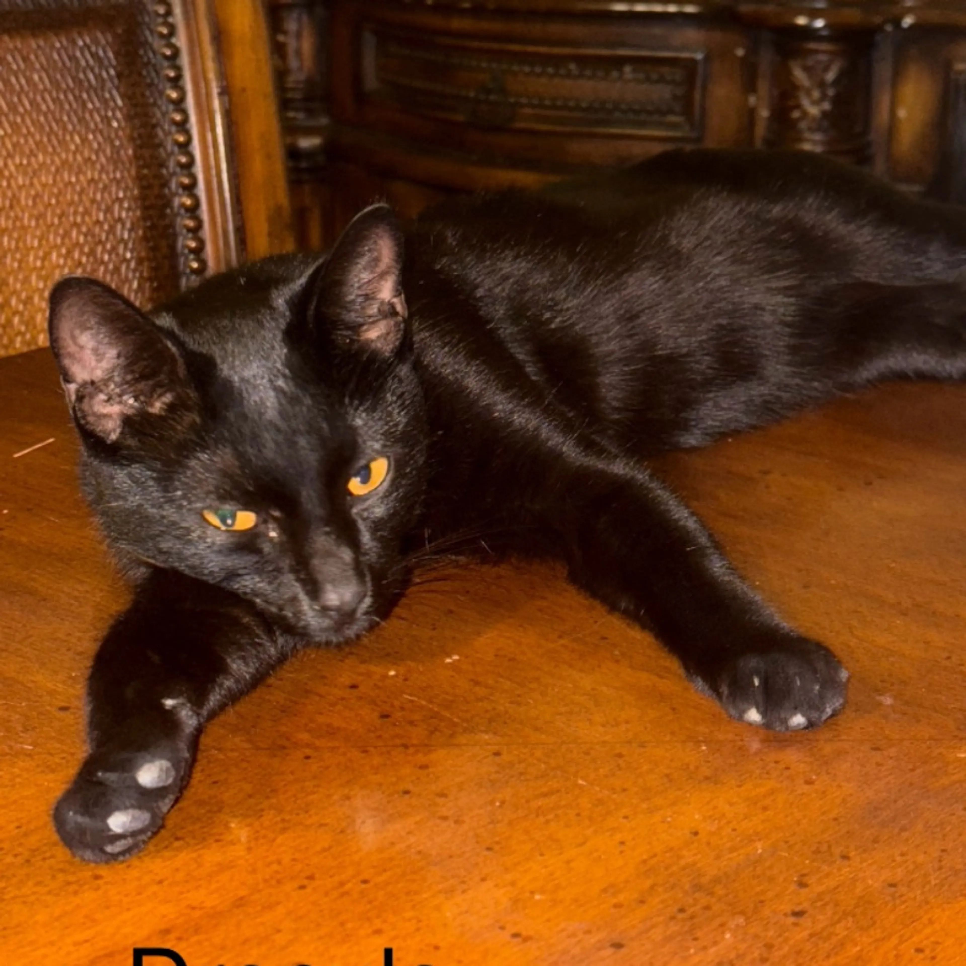 Lost pet