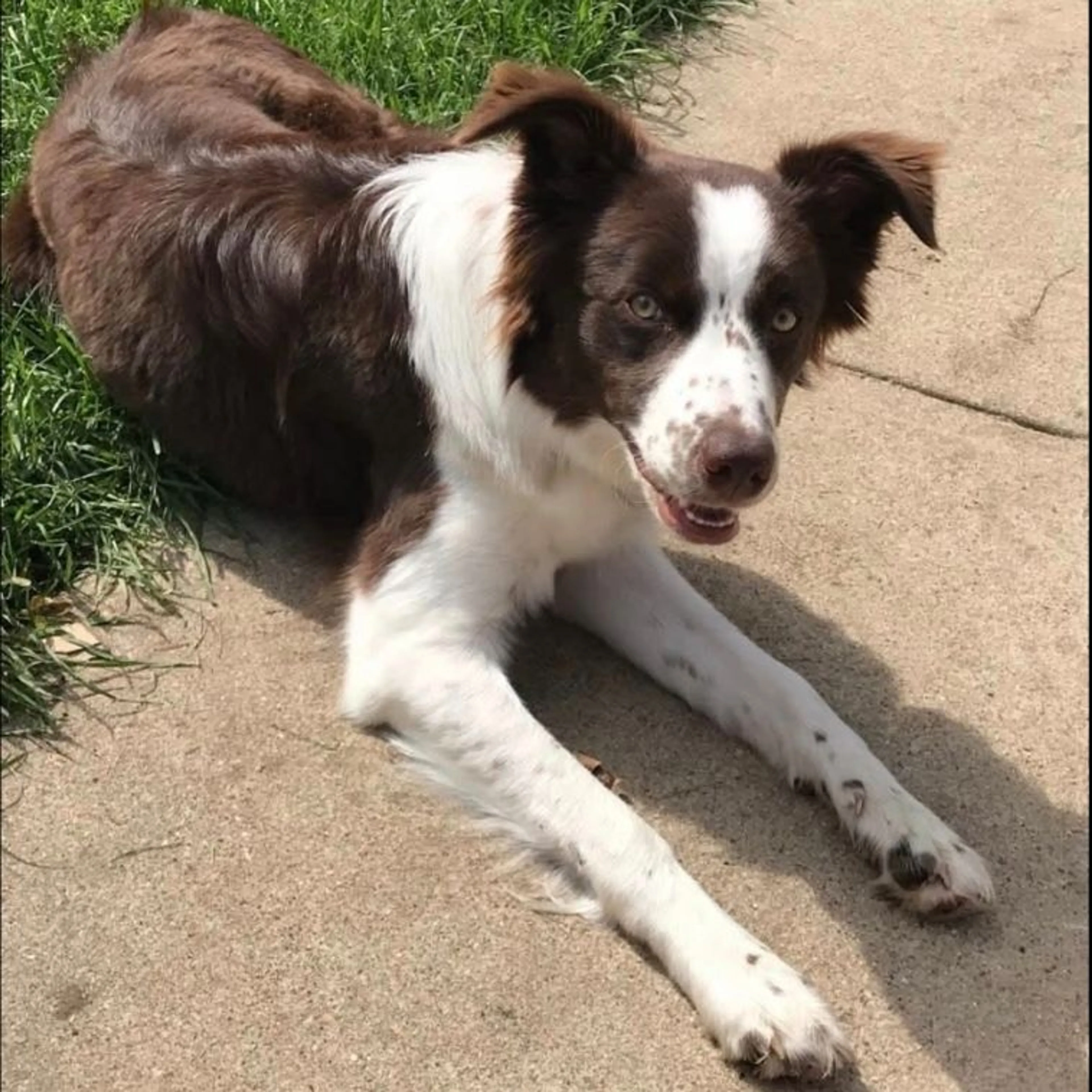 Lost pet