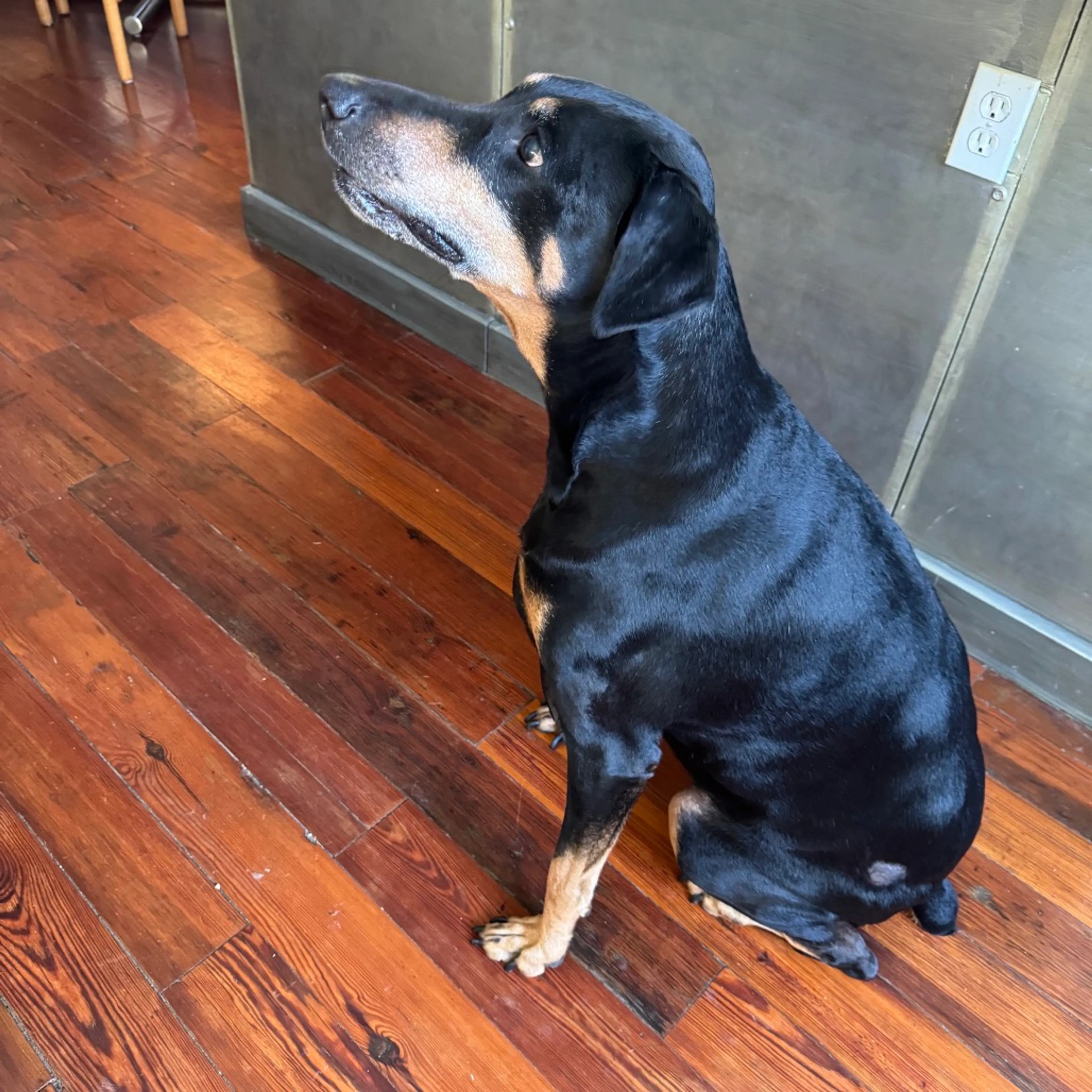 Found pet-2