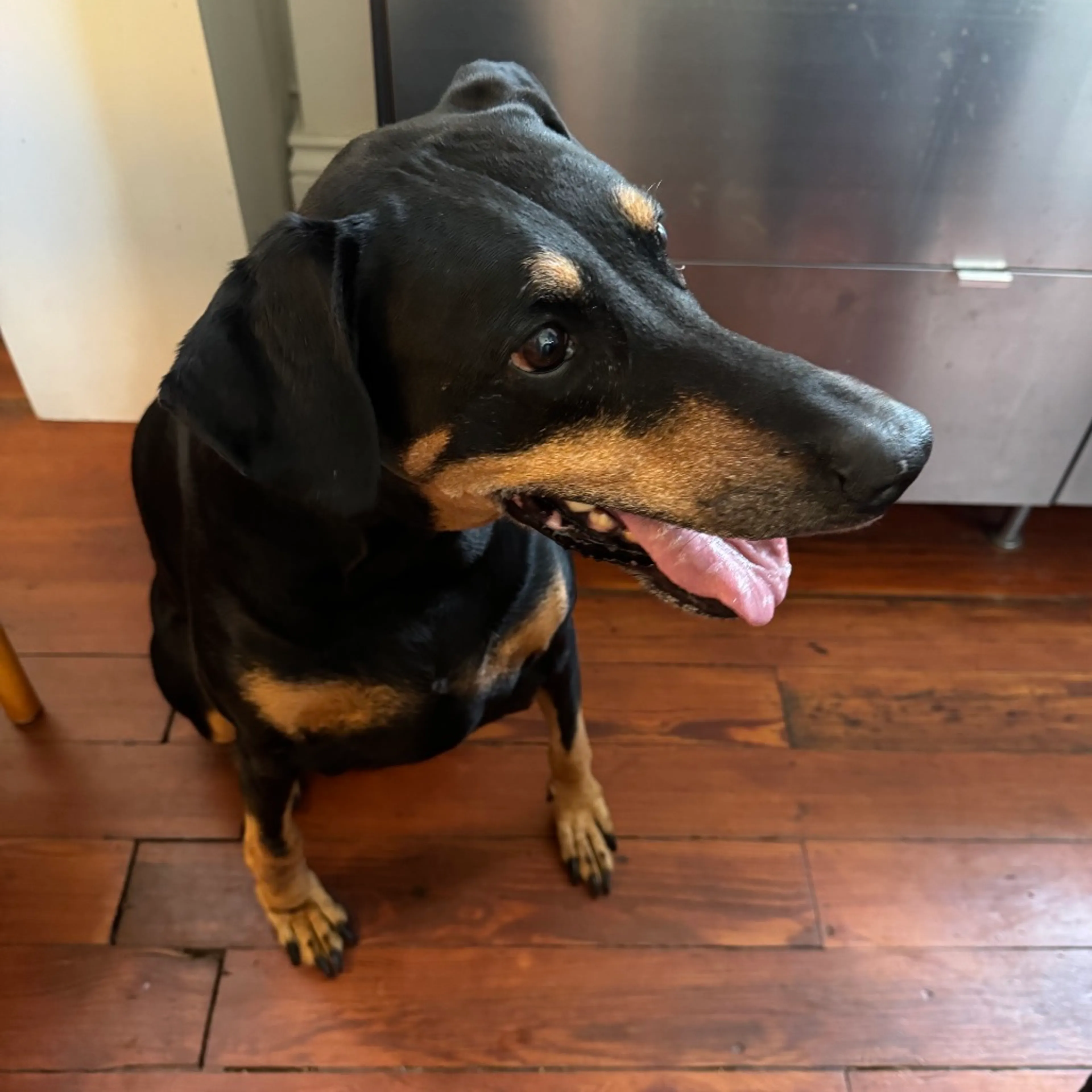 Found pet-4