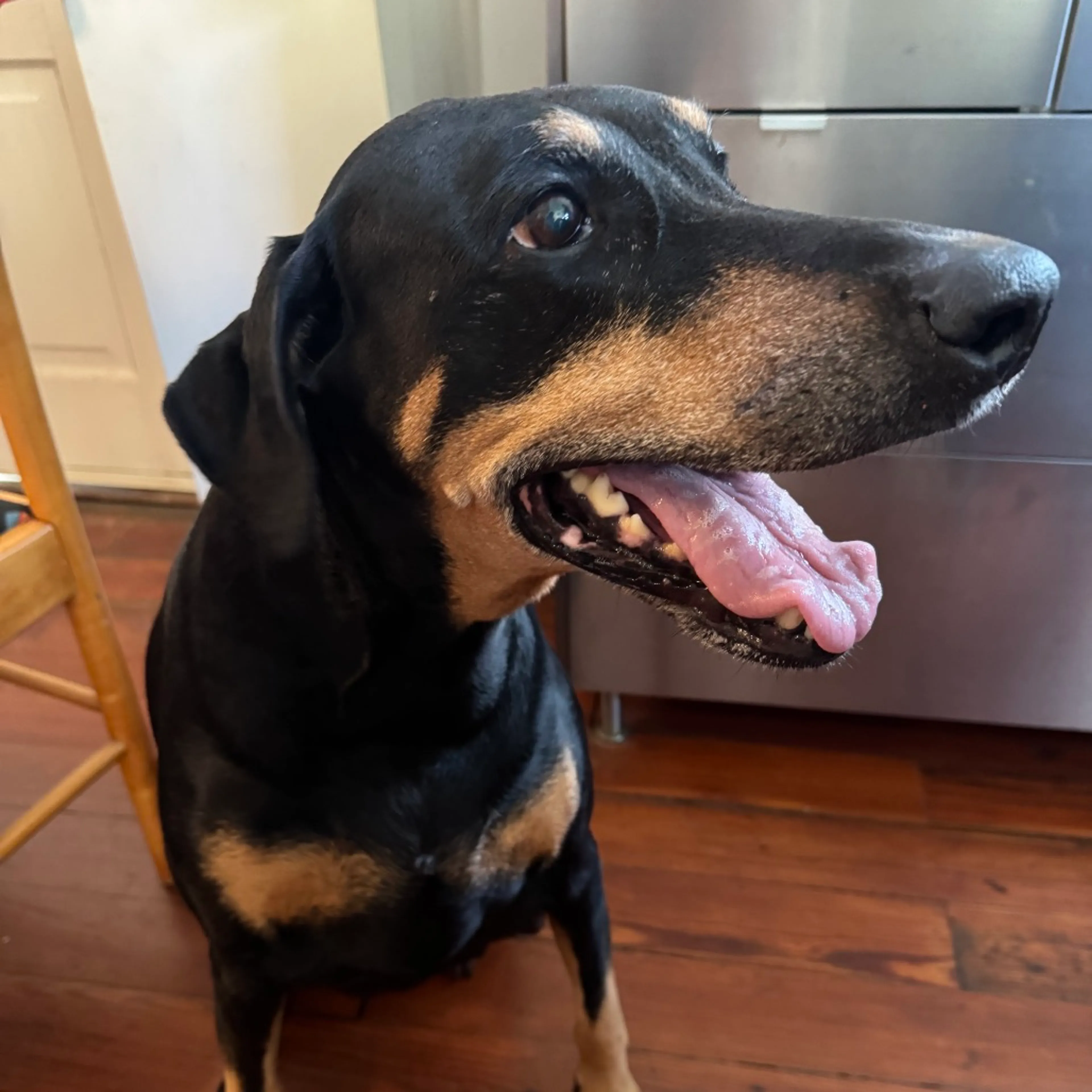 Found pet-3