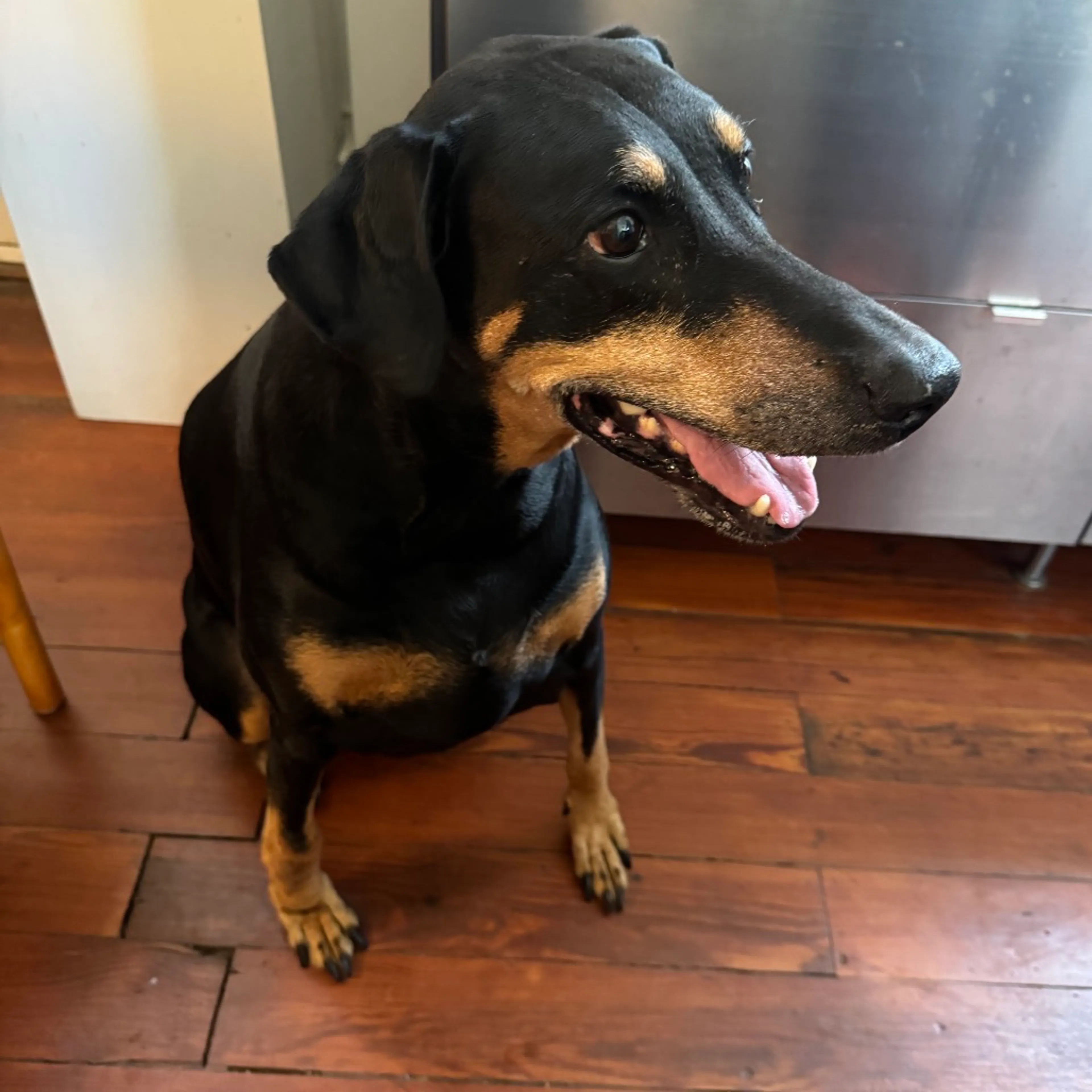 Found pet-1