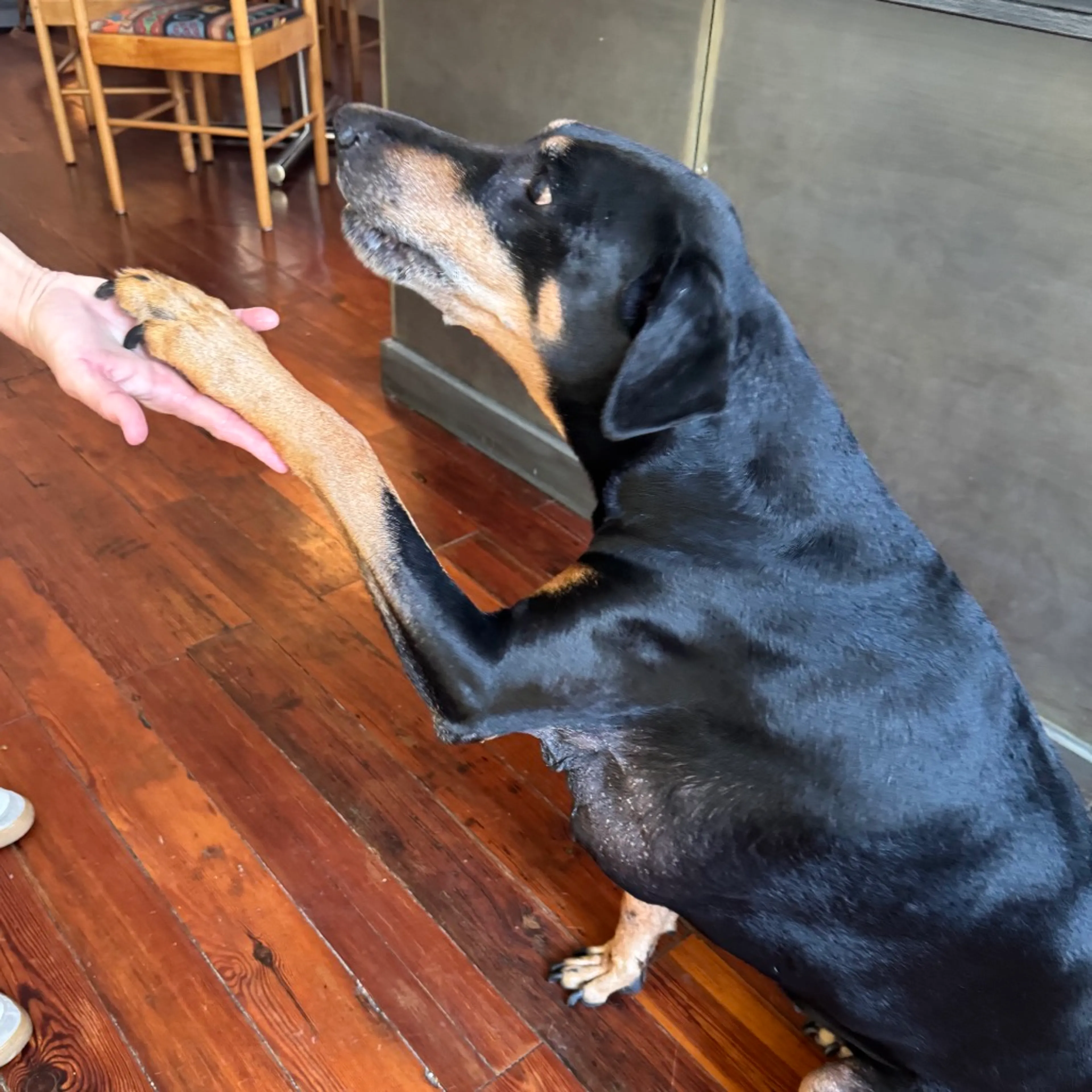 Found pet-5