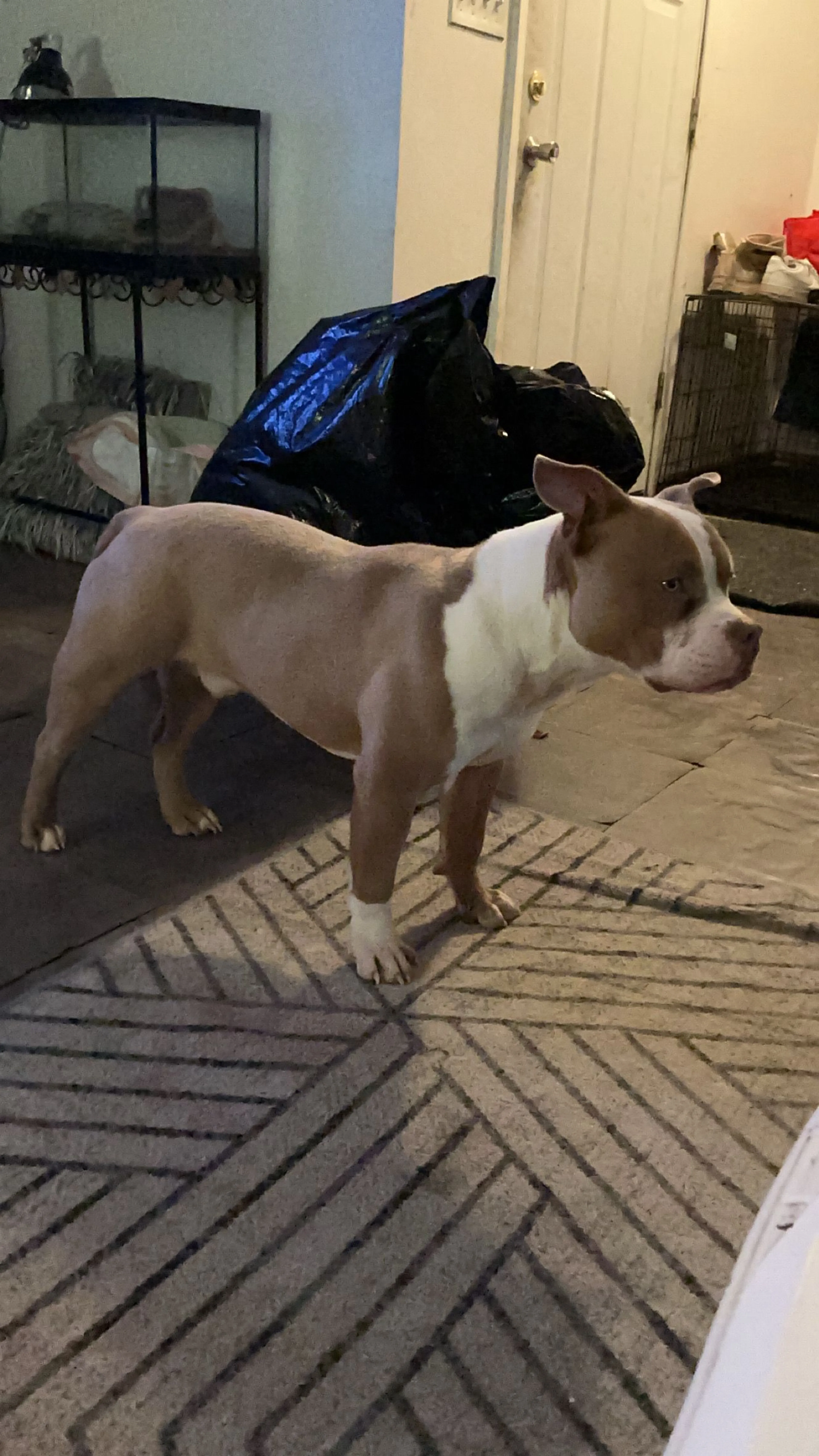 Lost pet-0