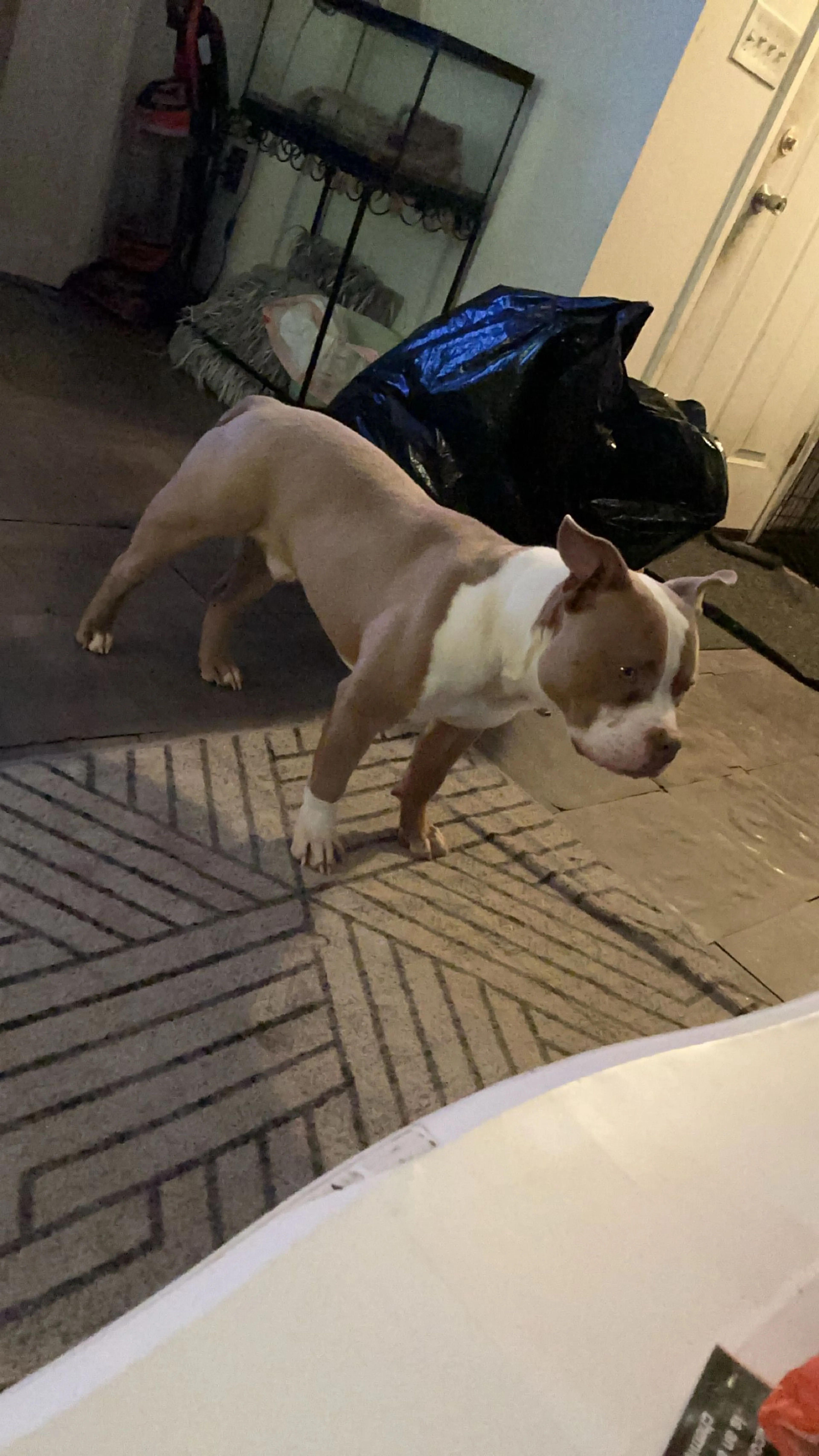 Lost pet-1