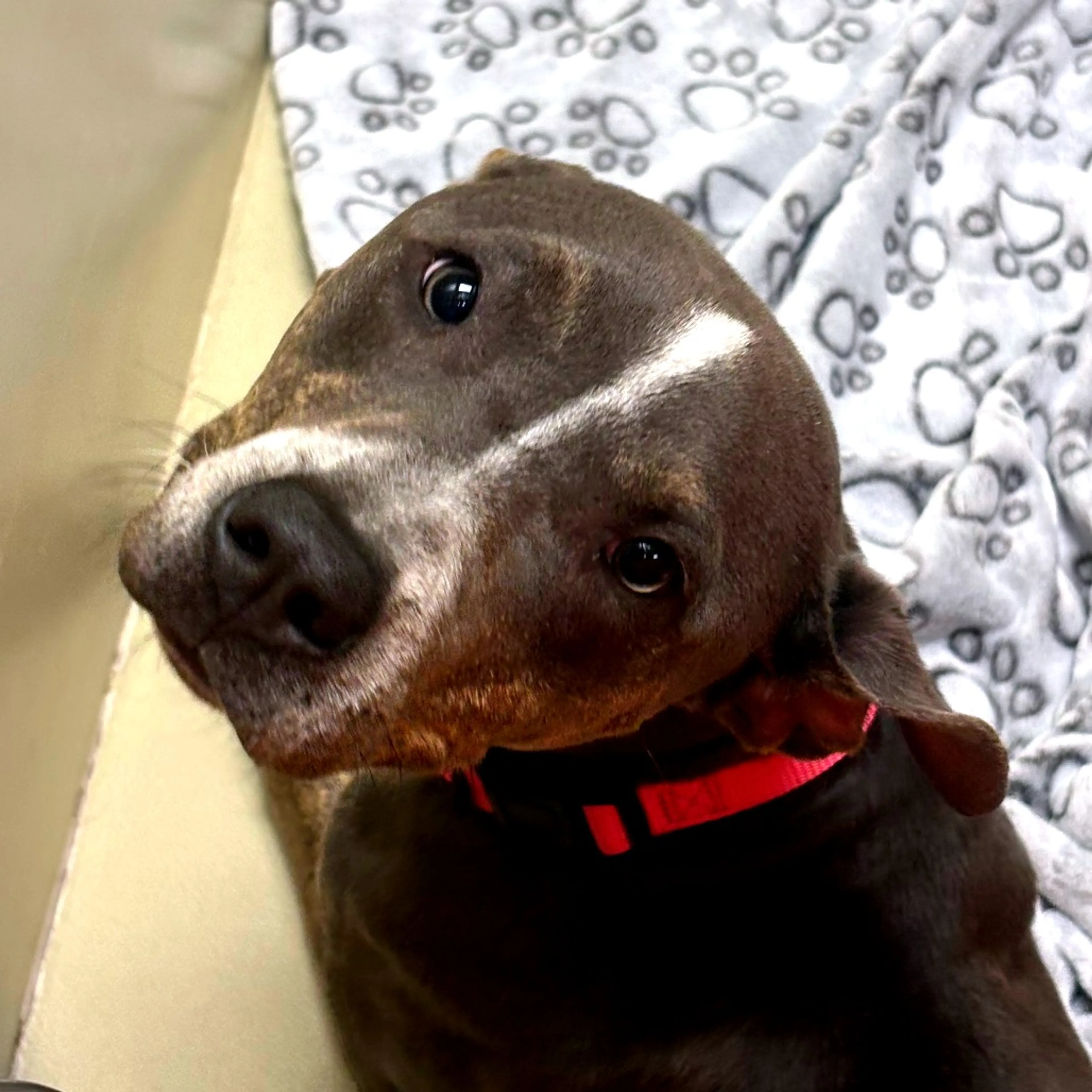 Found pet-12