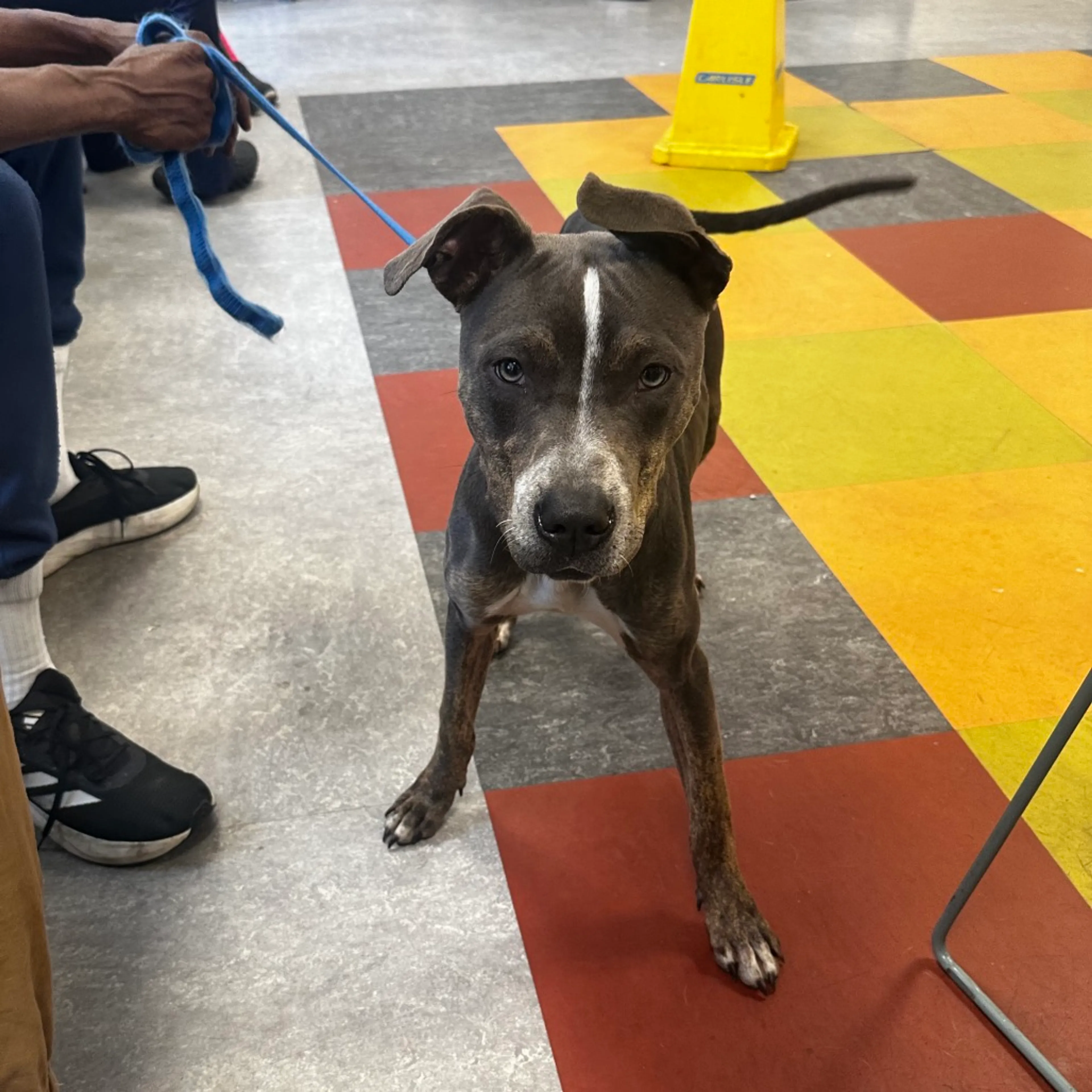 Found pet-1