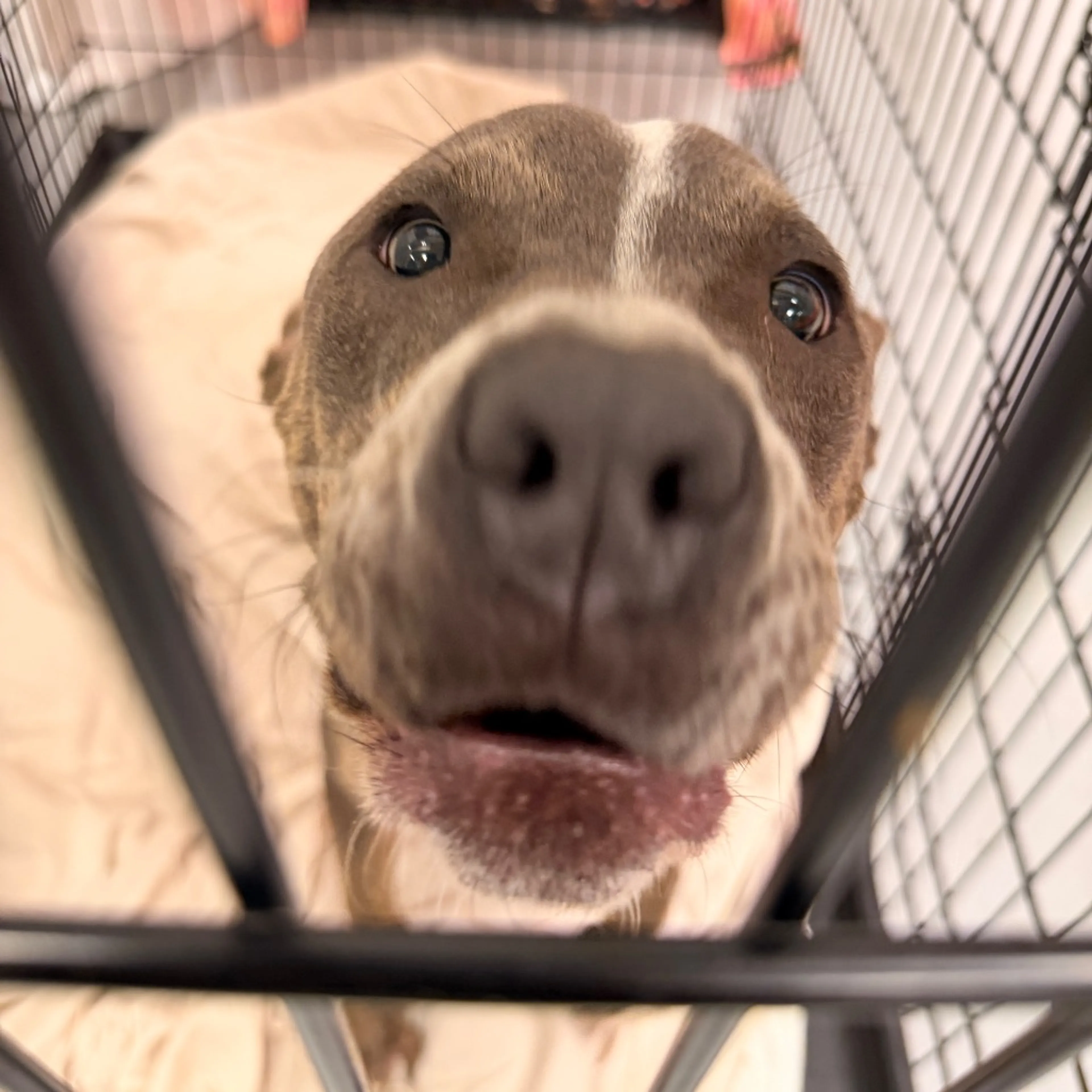 Found pet-4