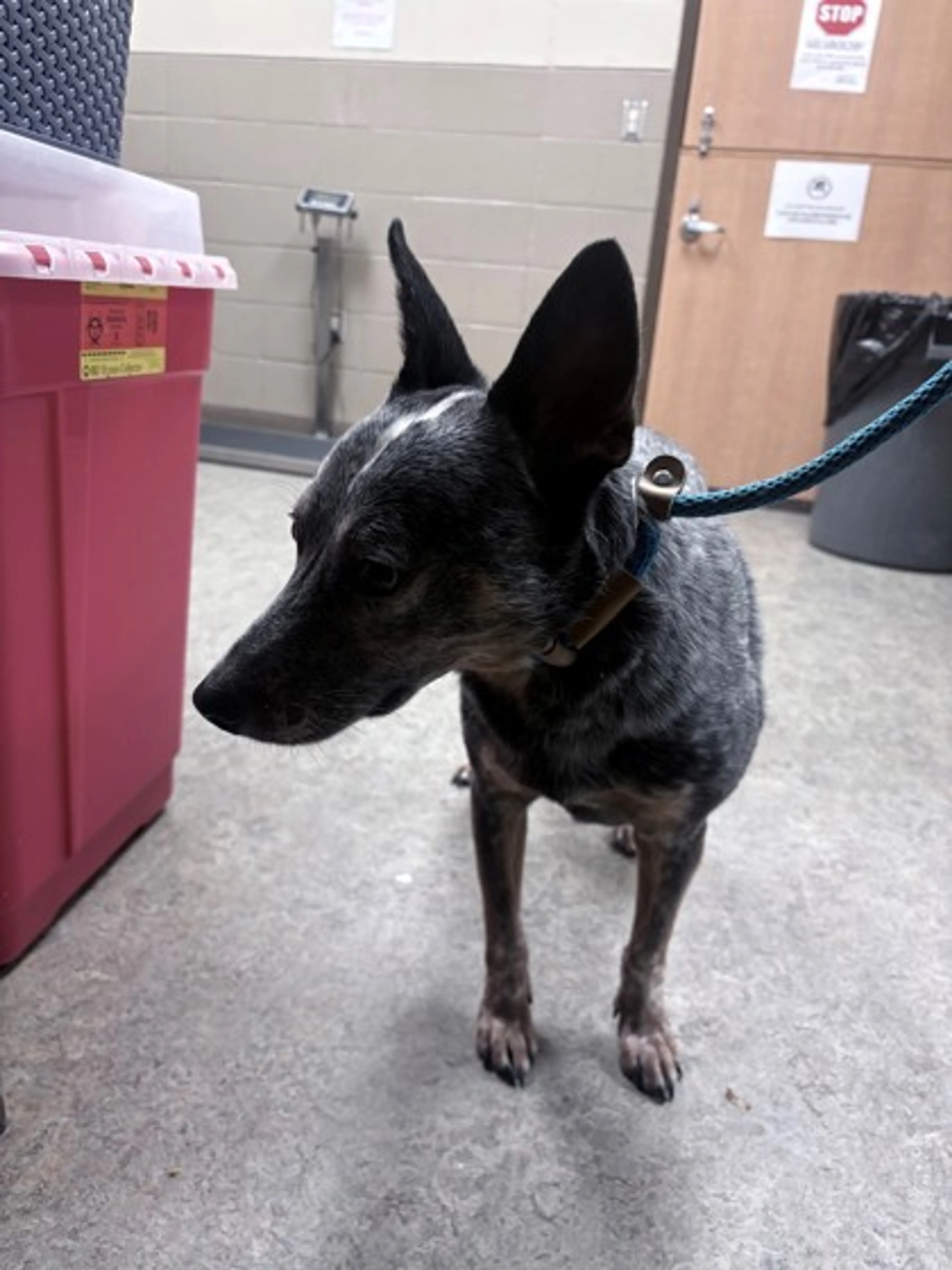 Found pet