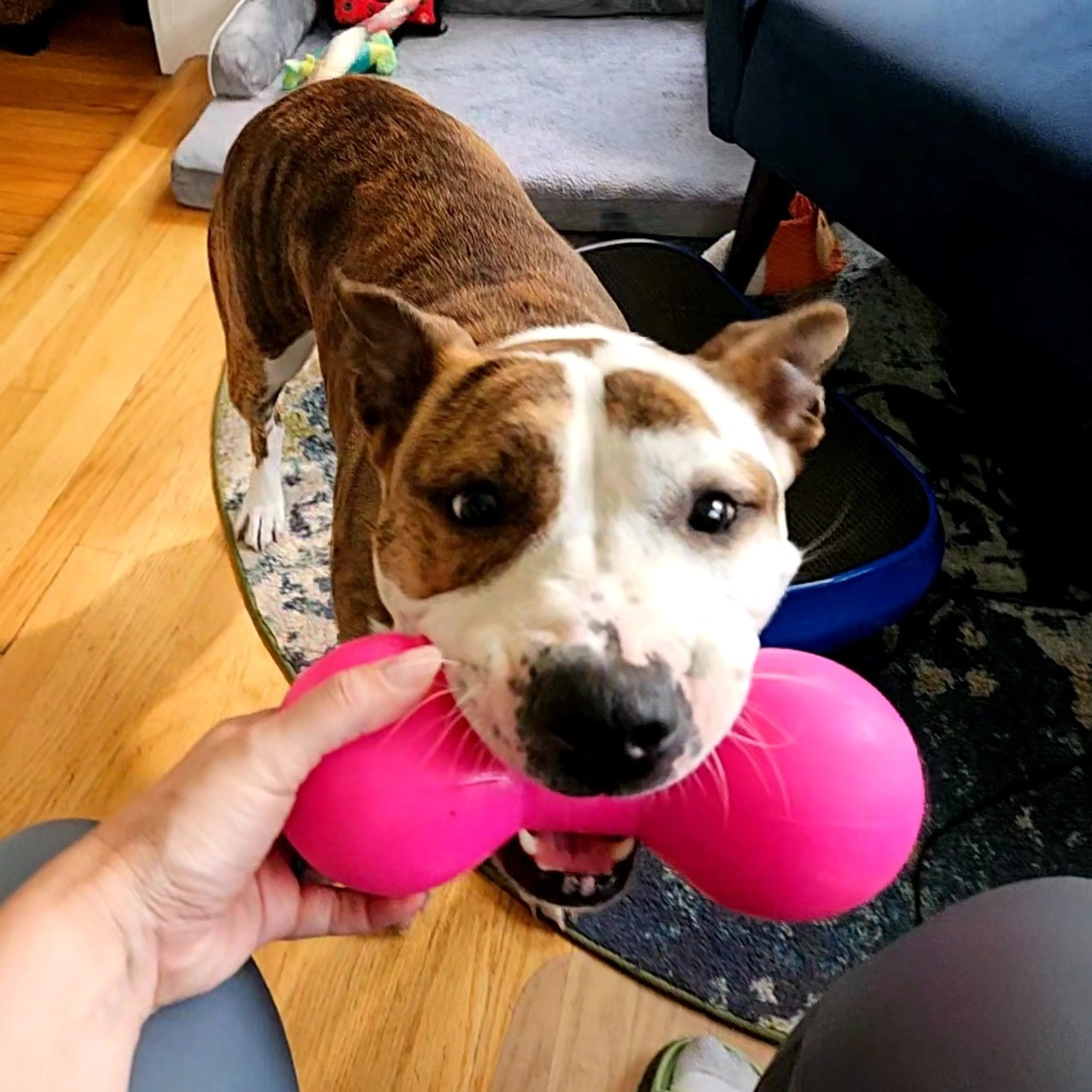 Found pet-2