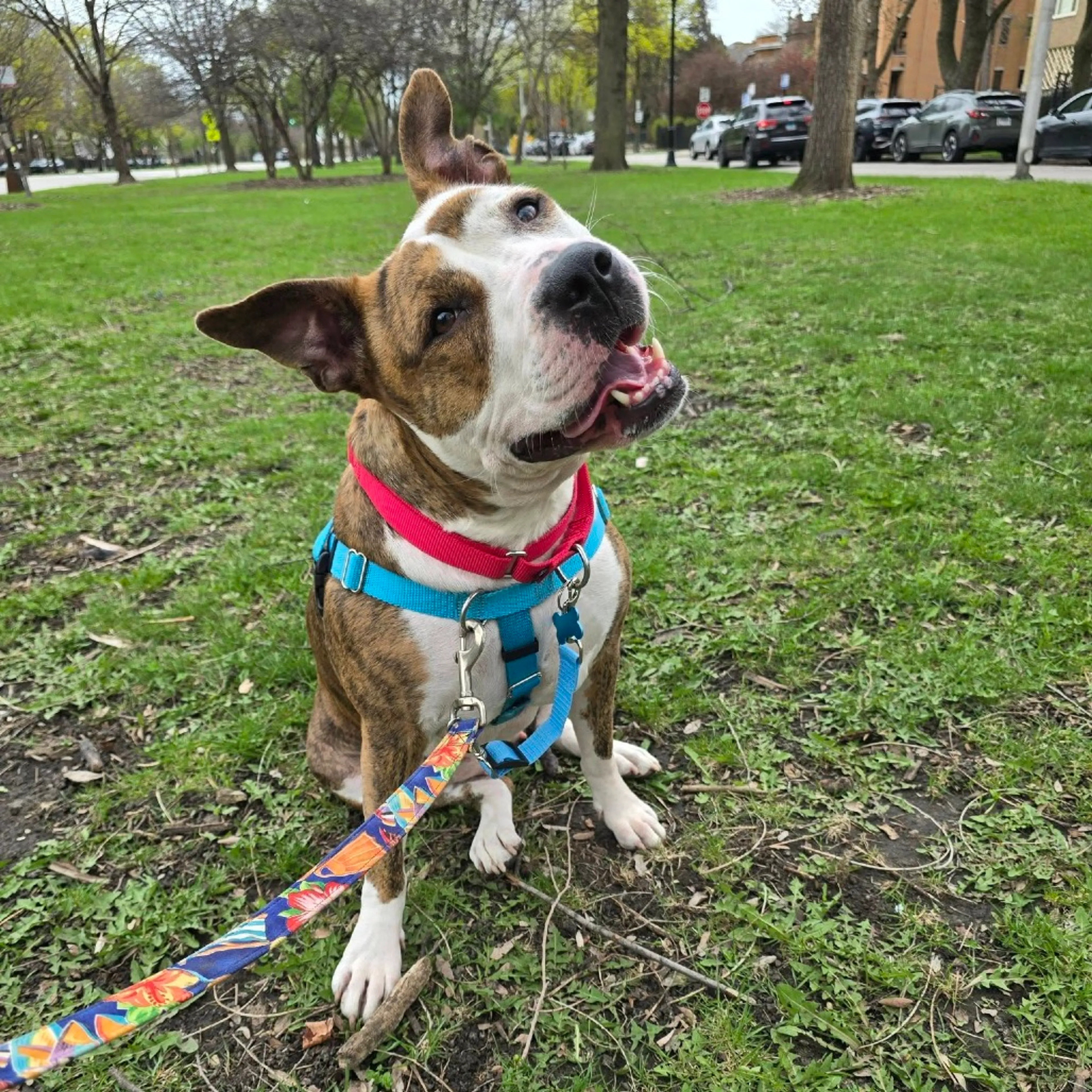 Found pet-9