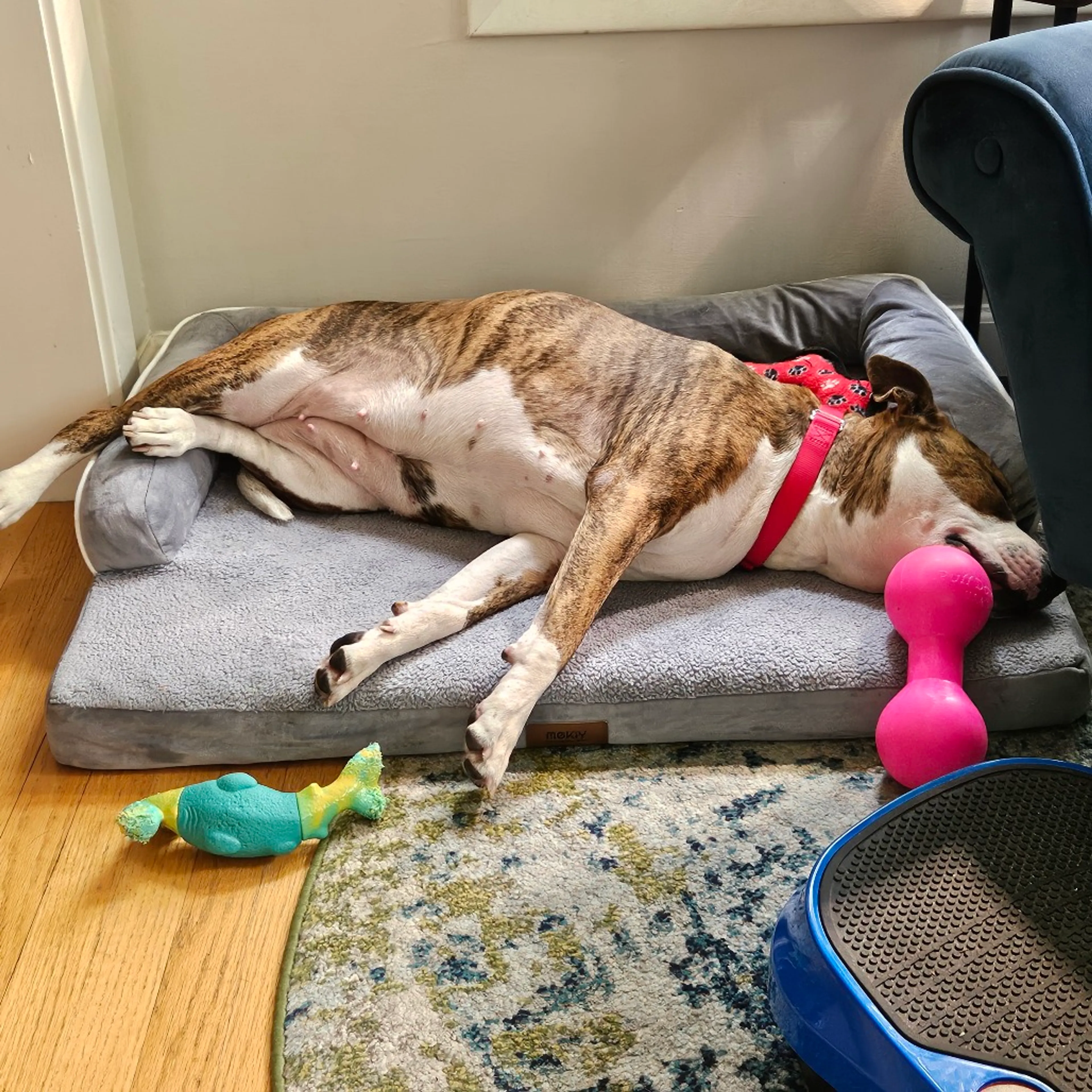 Found pet-3