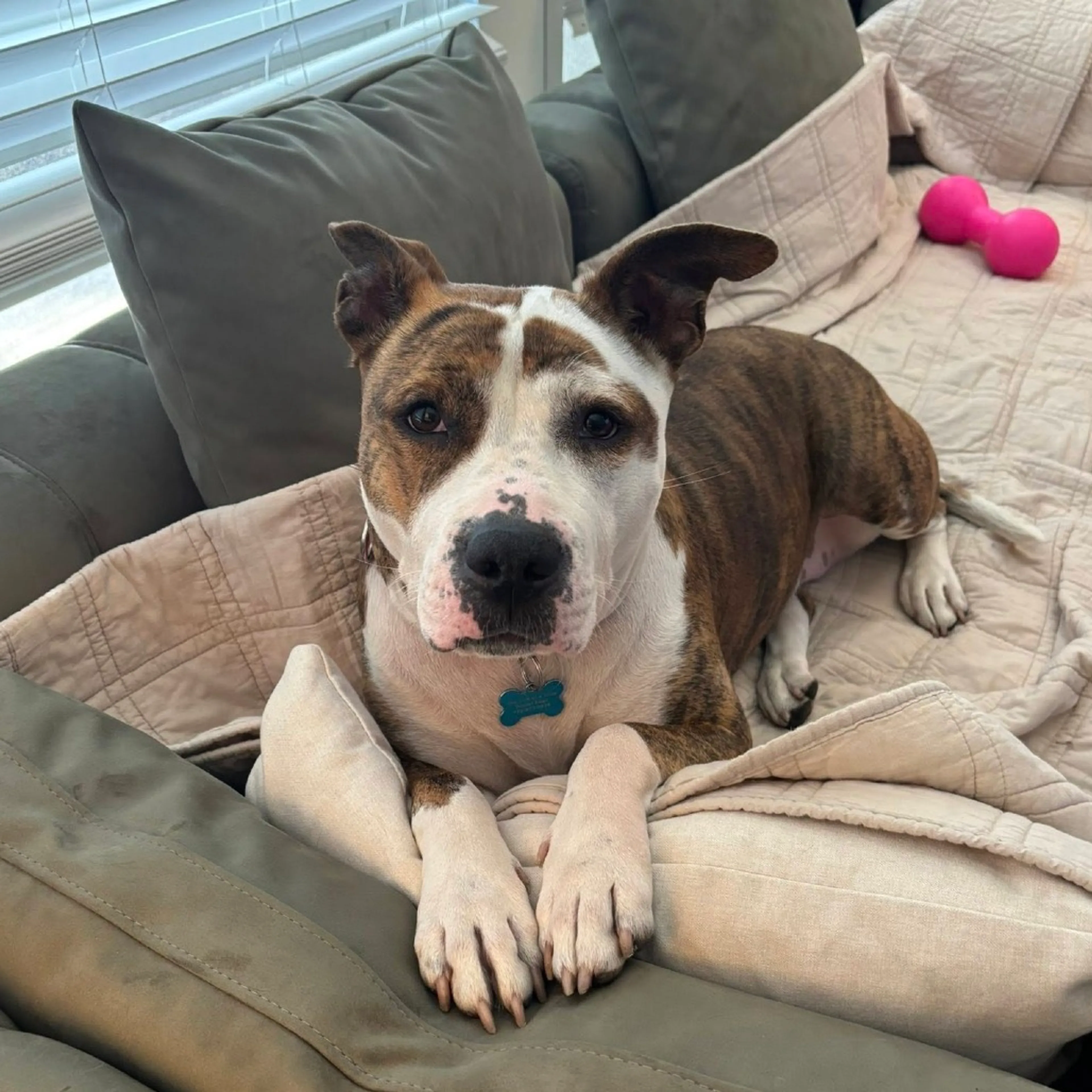 Found pet-8