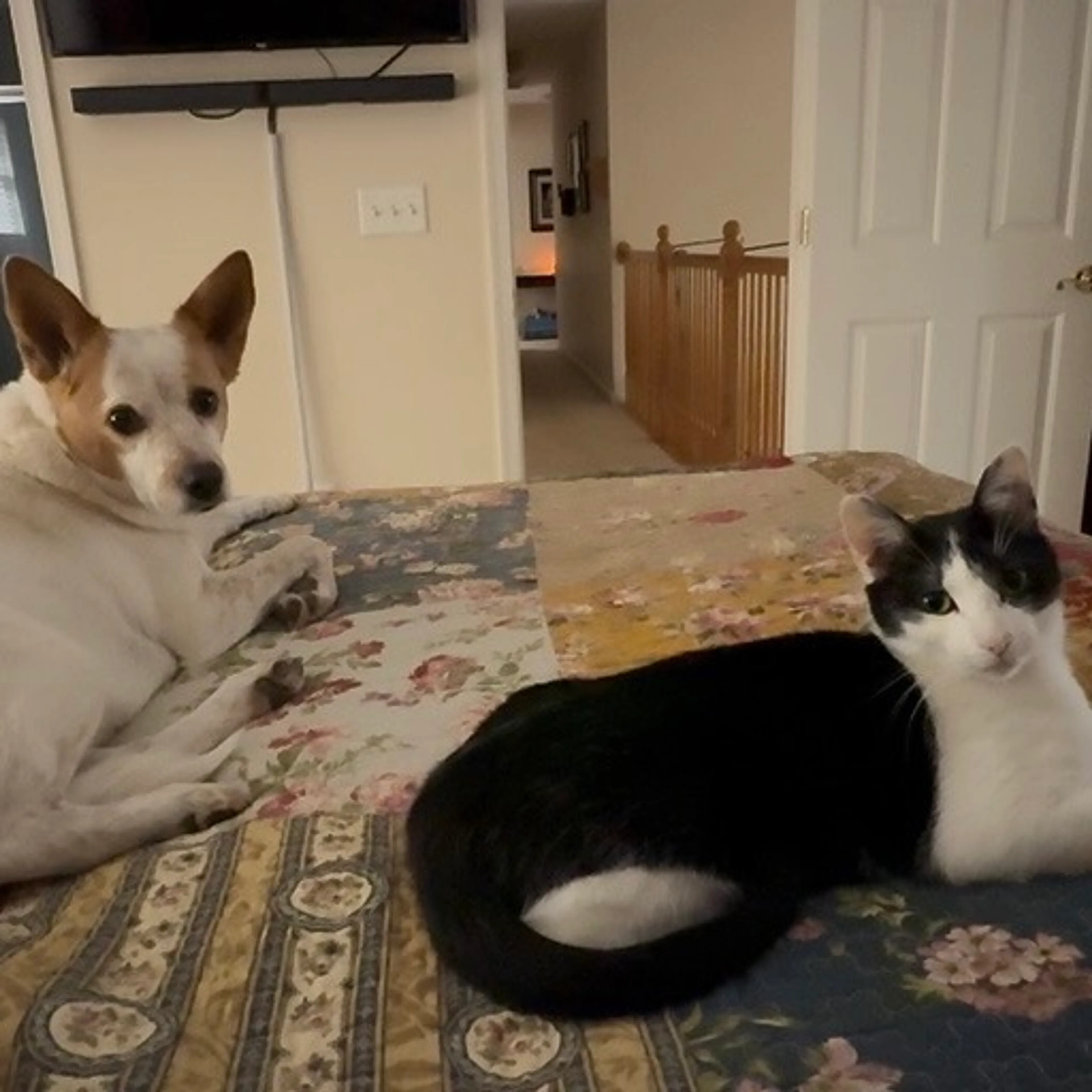 Found pet-3