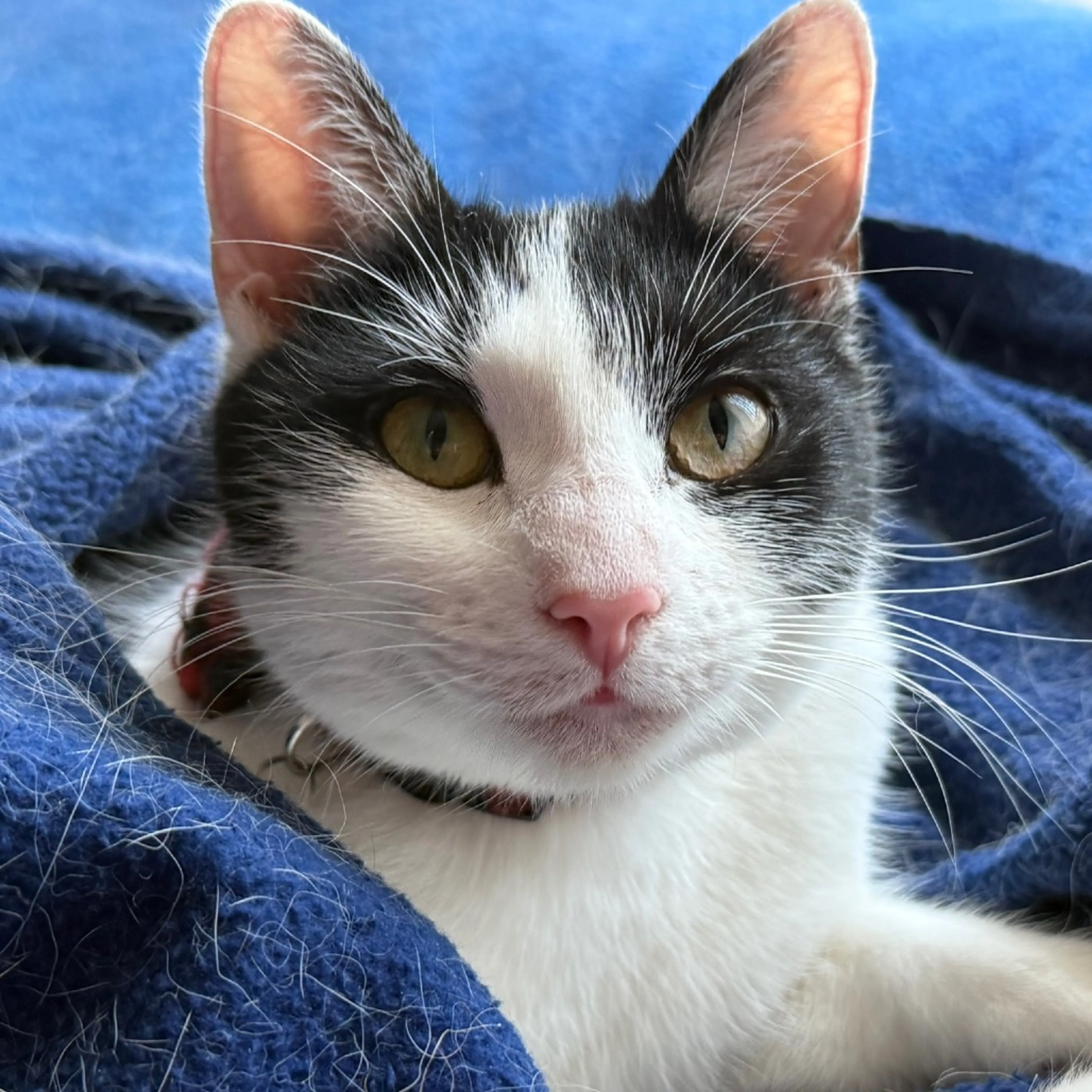 Found pet-1