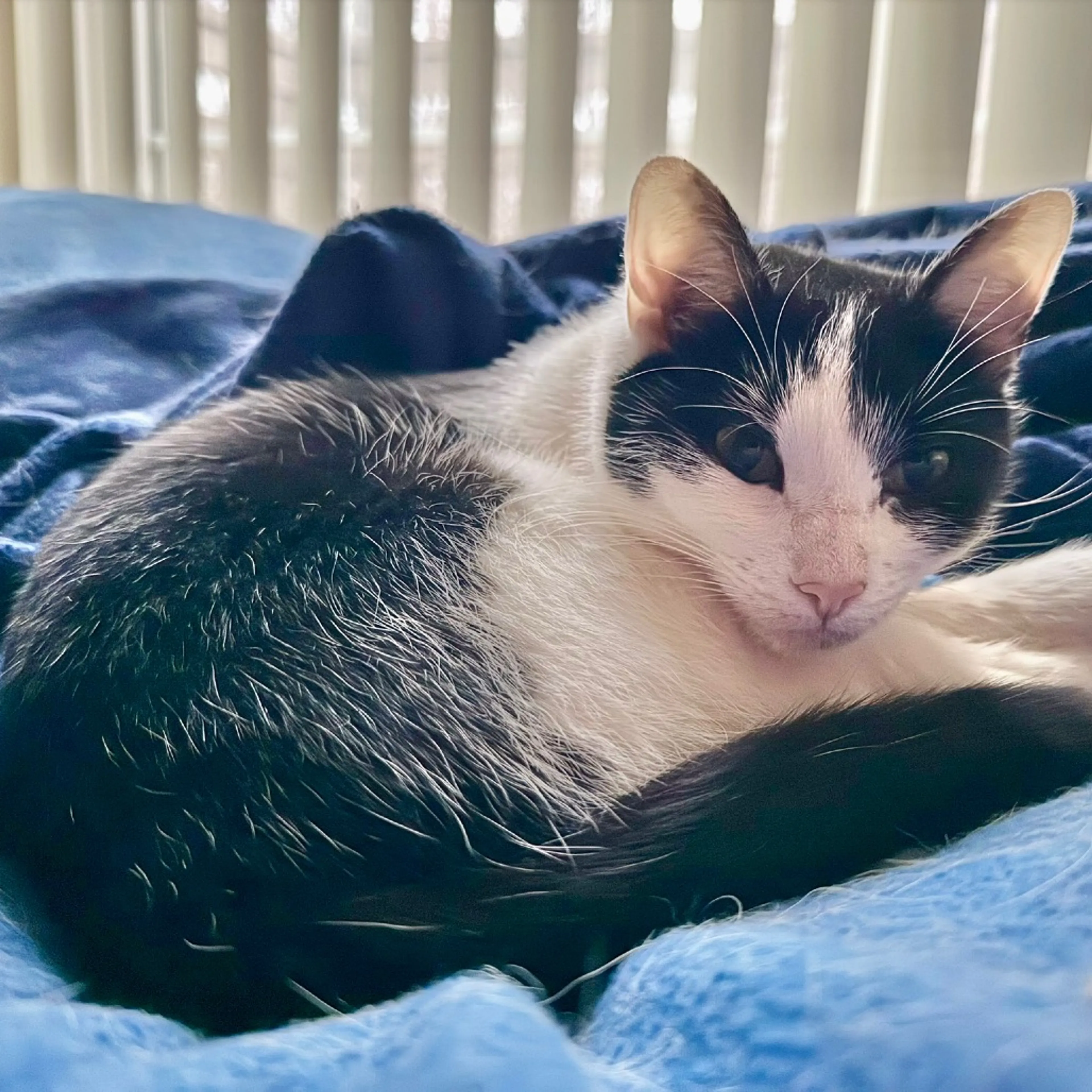 Found pet-2