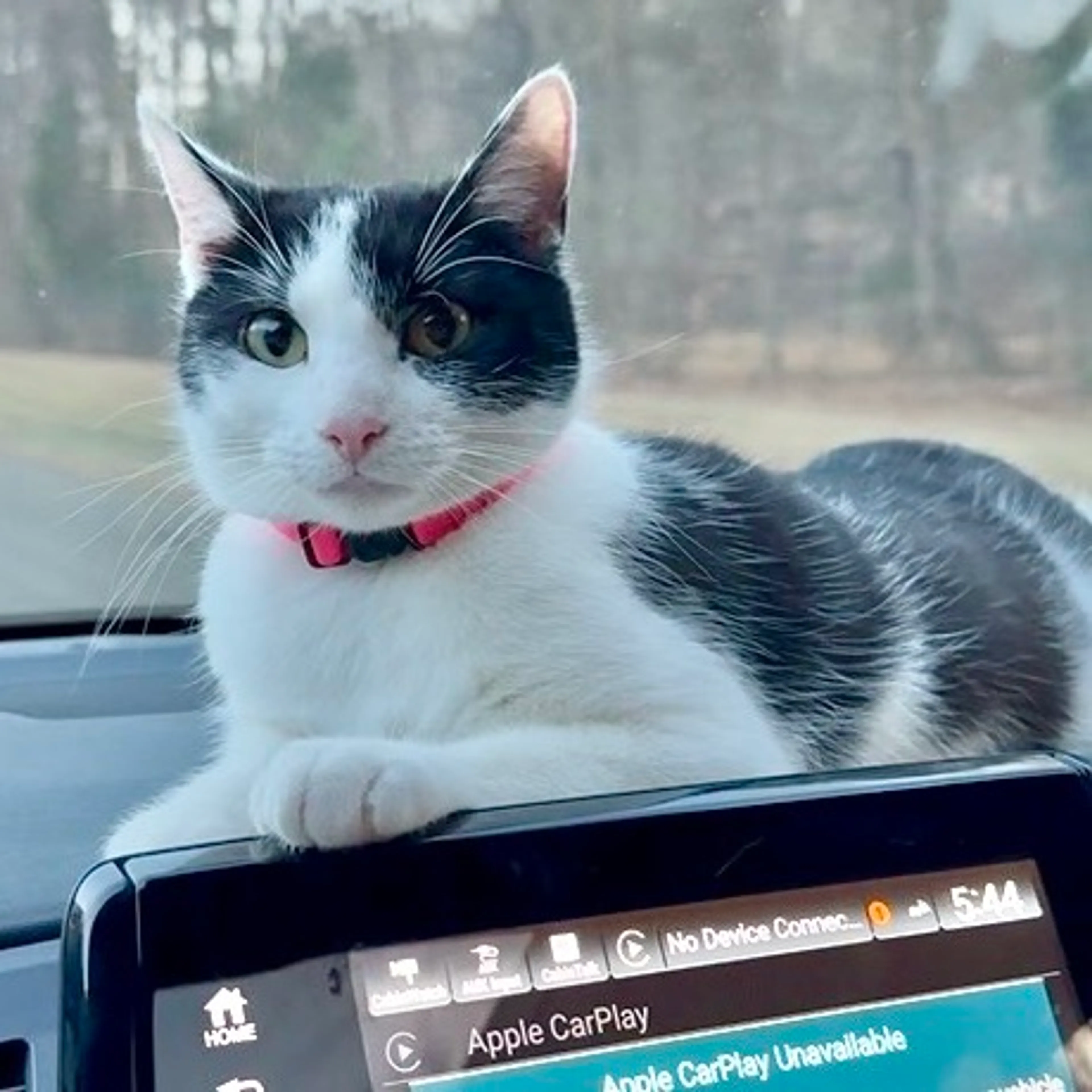 Found pet-4