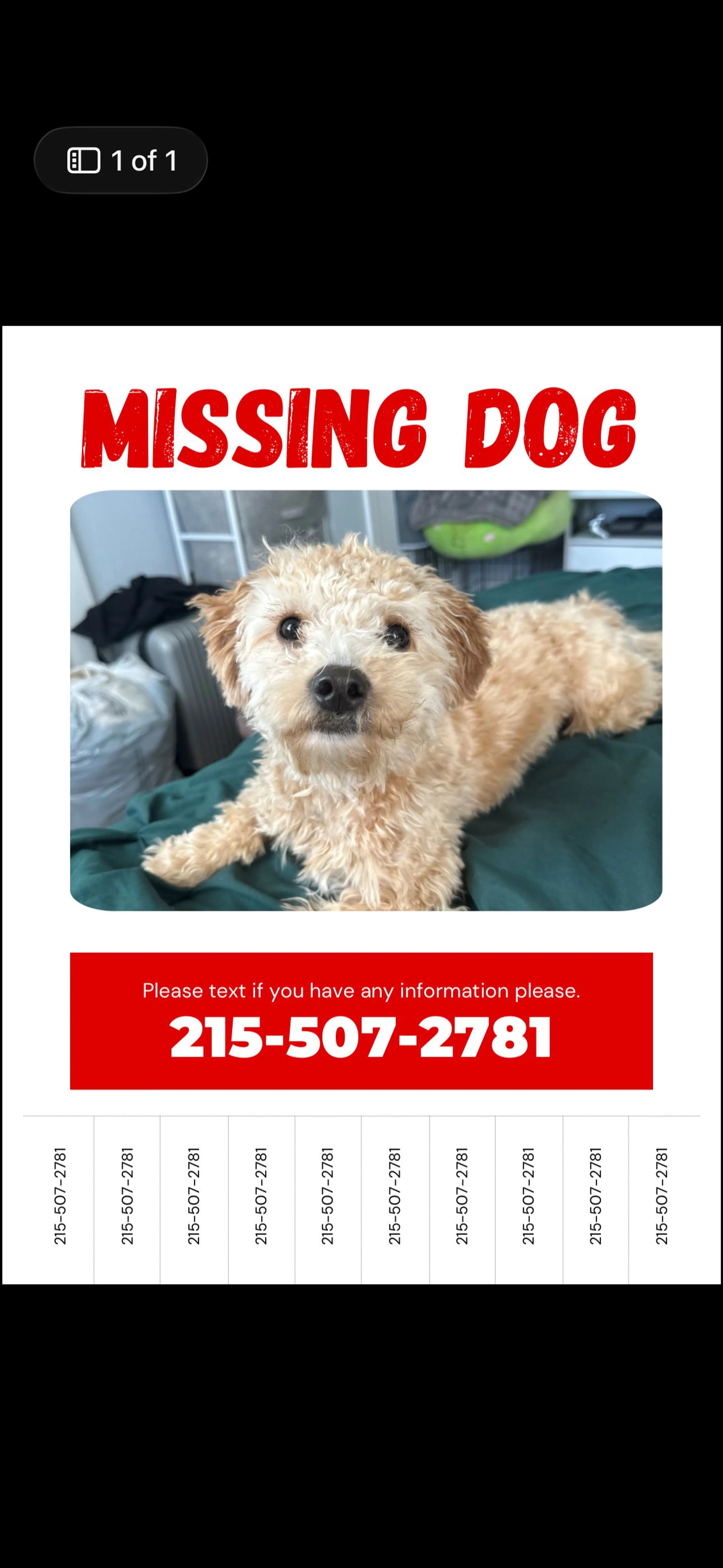 Lost pet