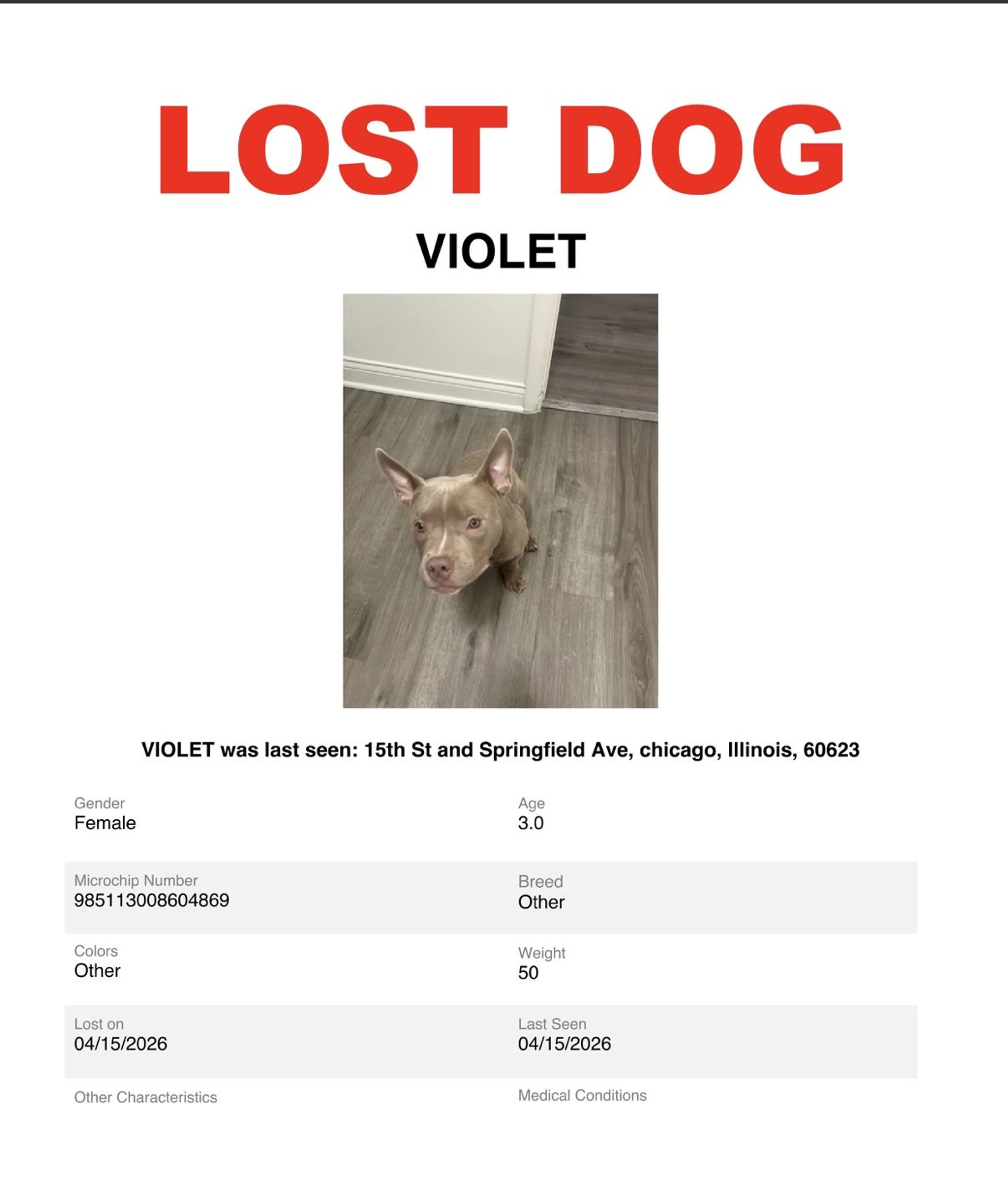 Lost pet-1