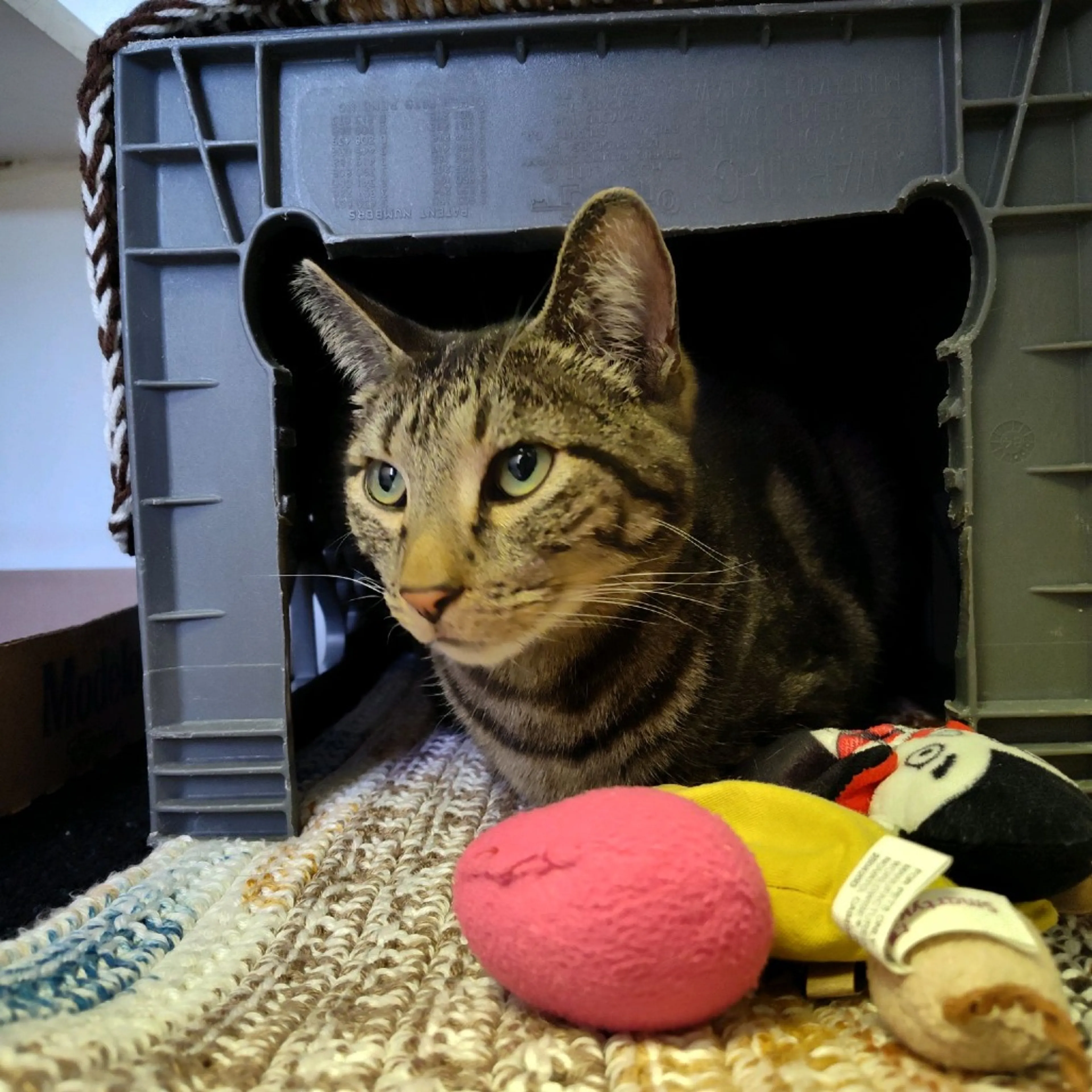 Found pet-0