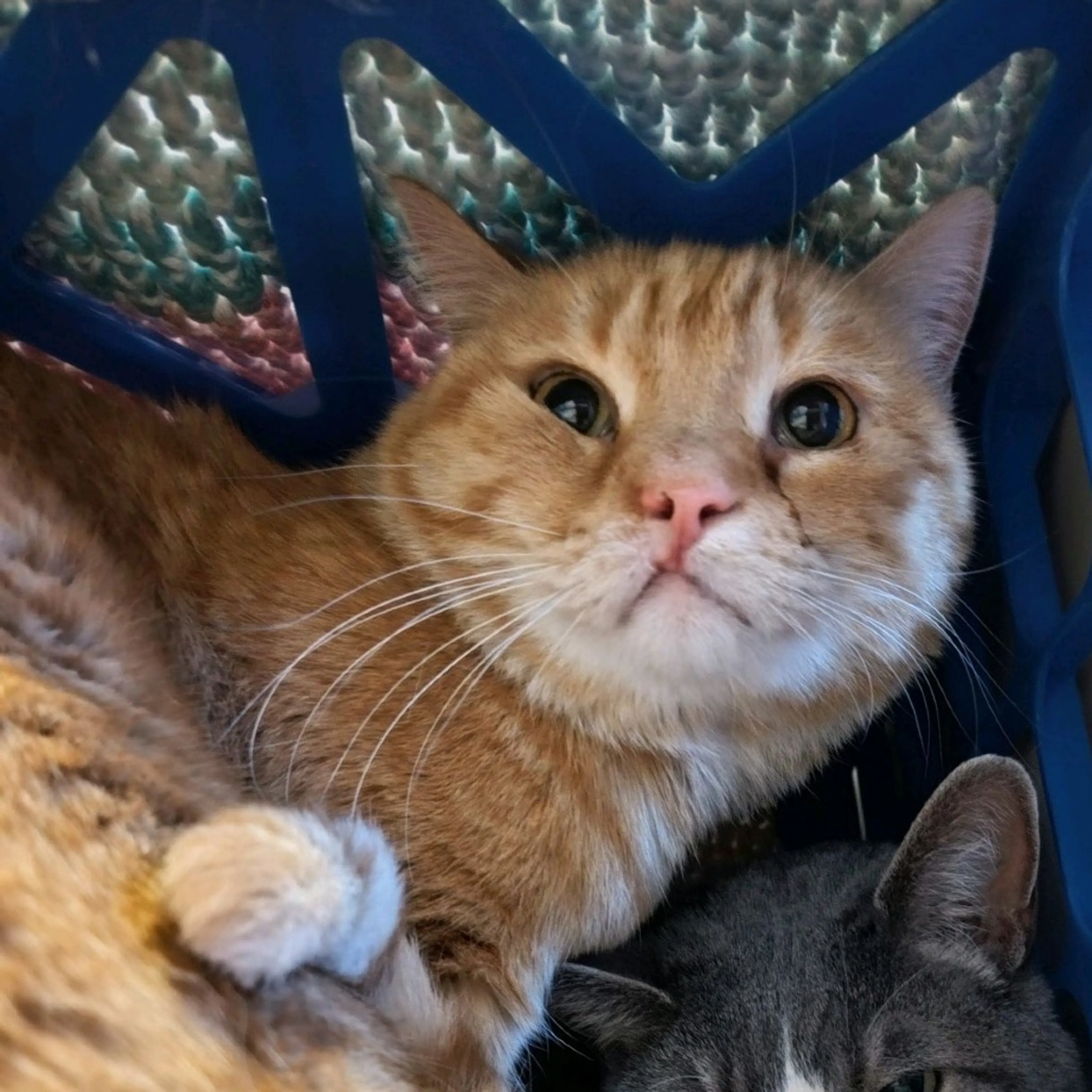 Found pet-2