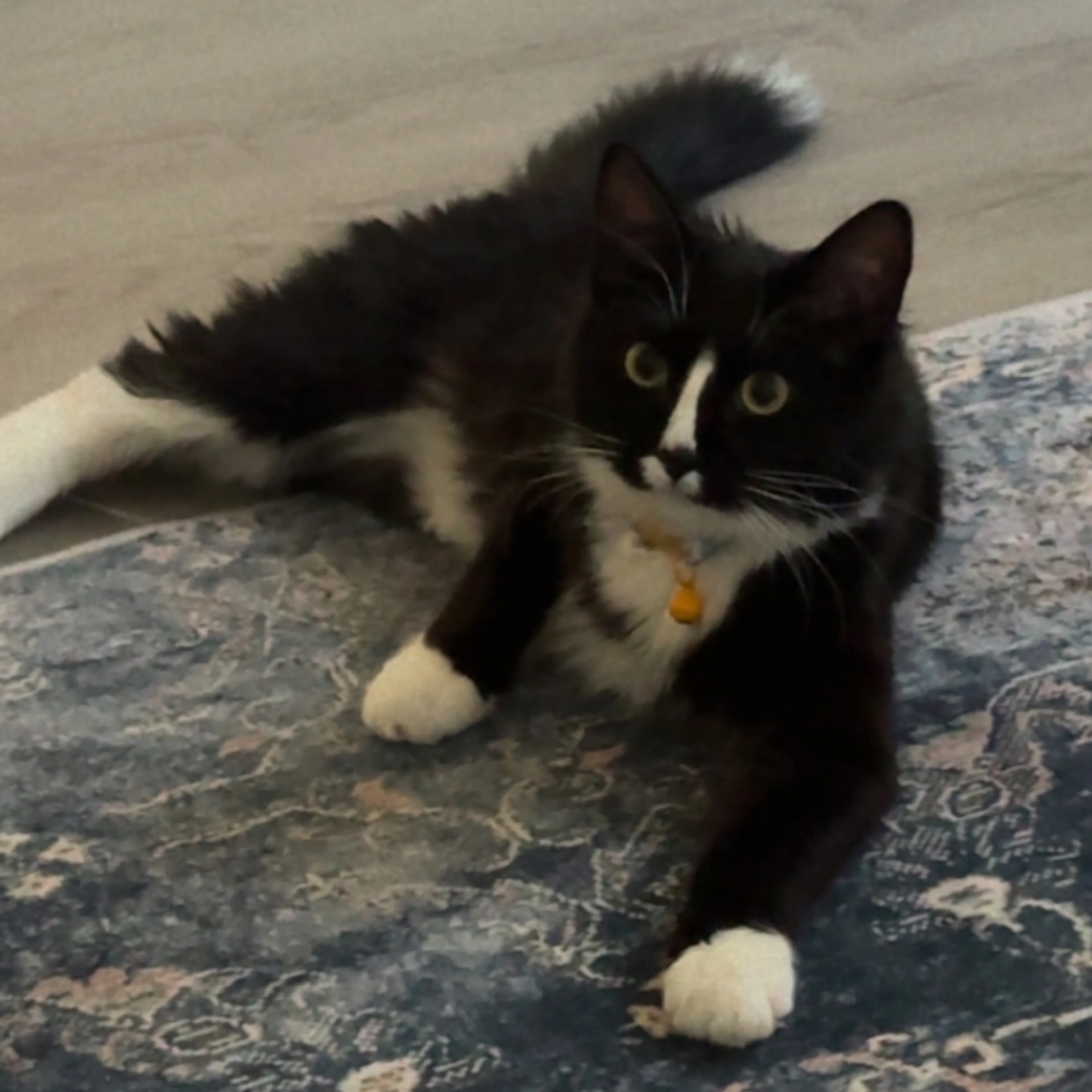 Lost pet-3