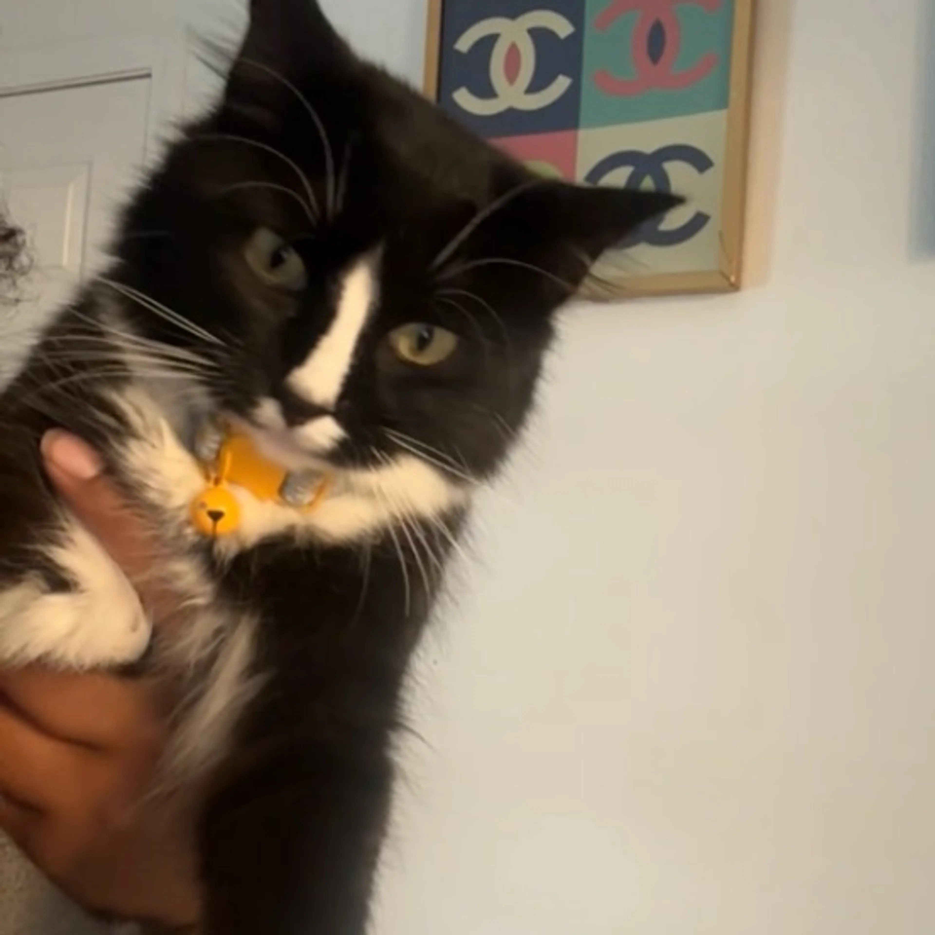 Lost pet-0