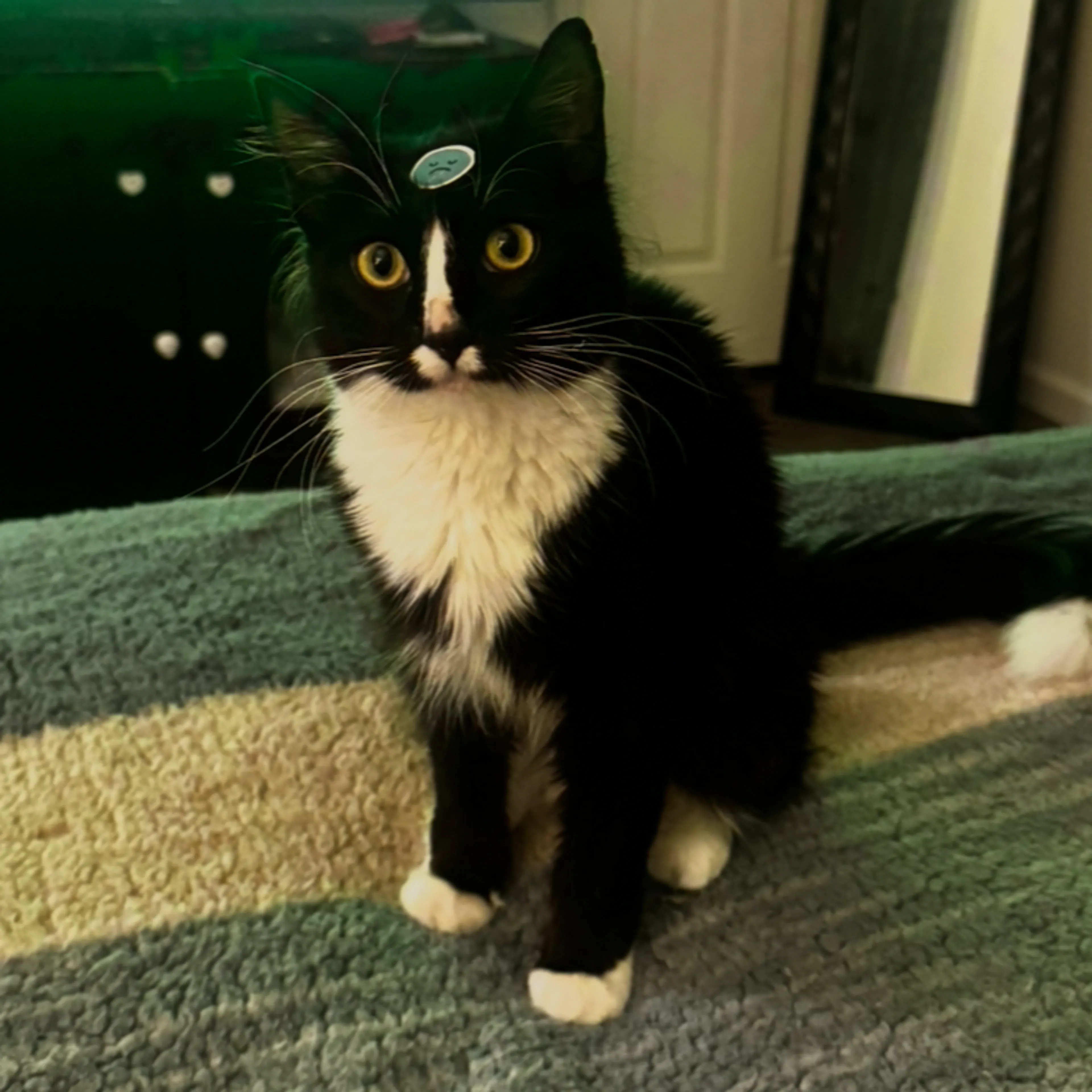 Lost pet-1