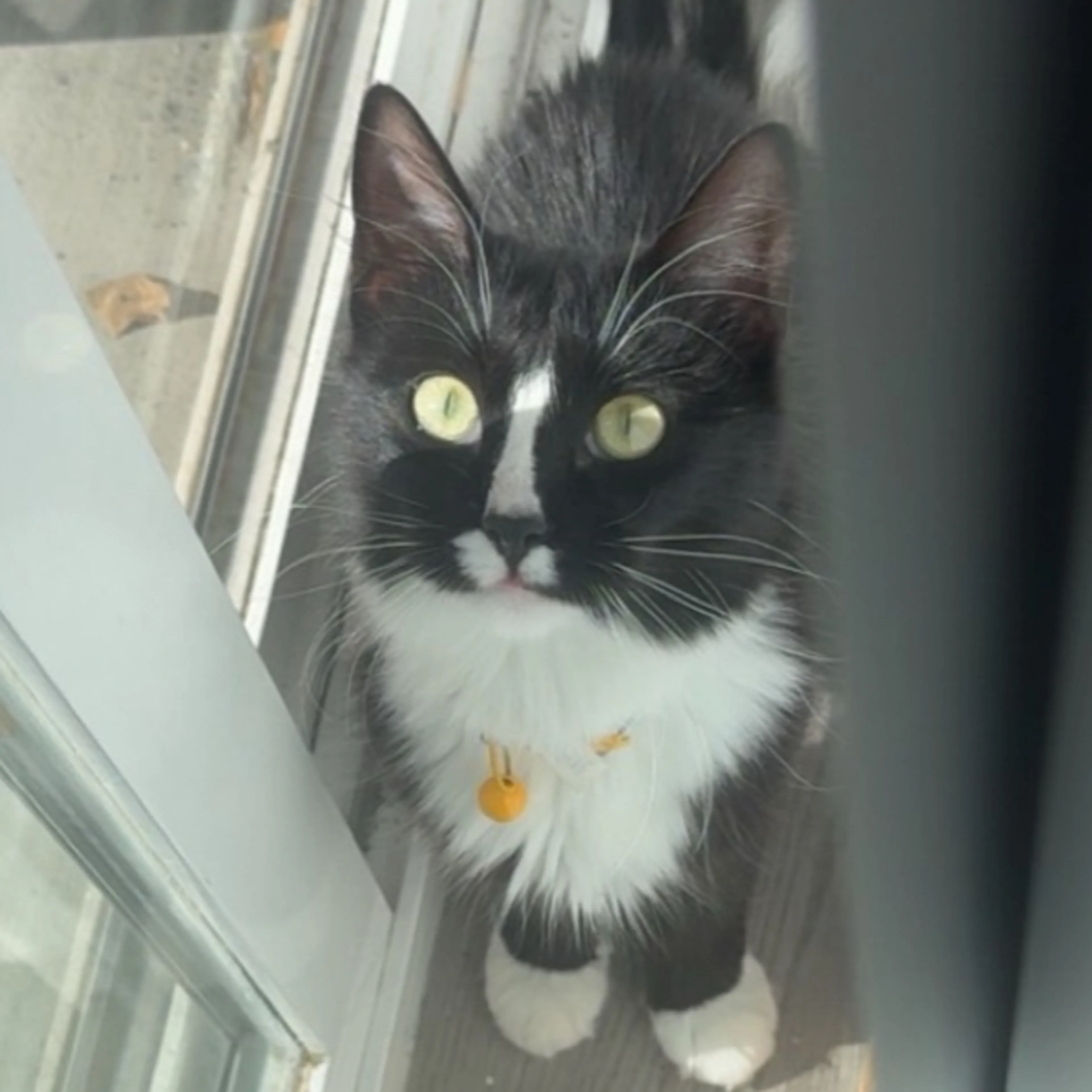 Lost pet-2
